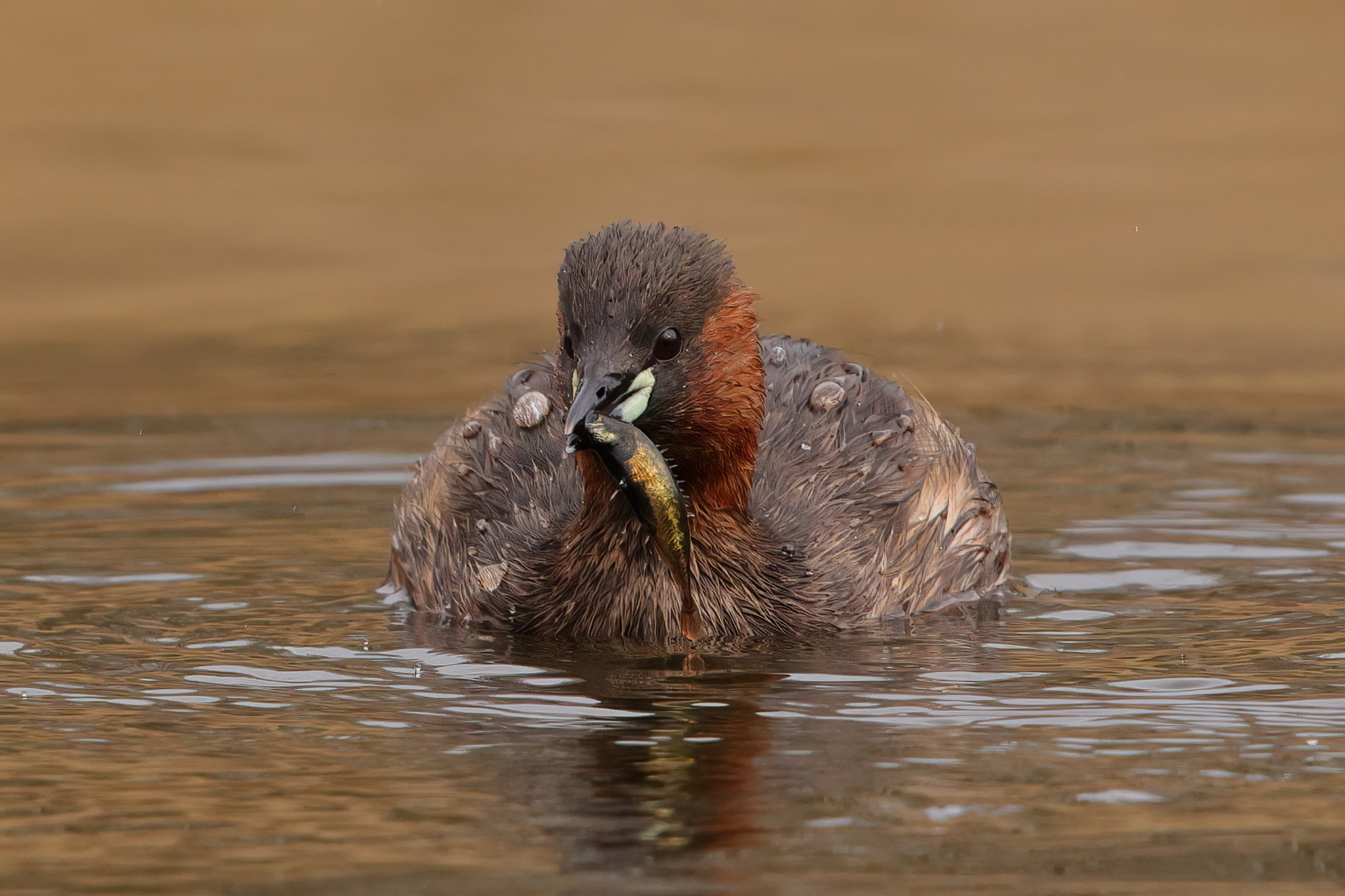 Dabchick