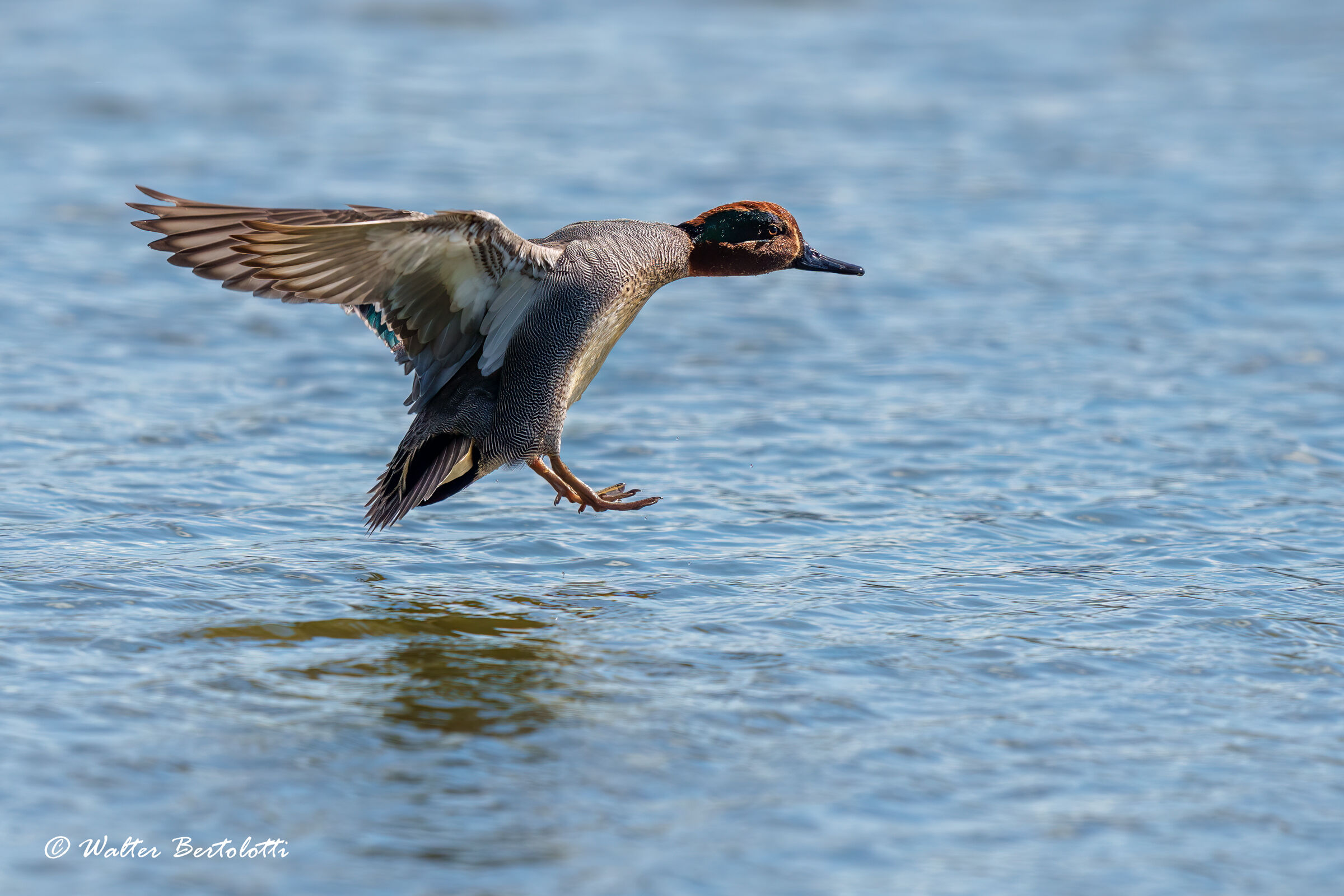 arrivo in scioltezza