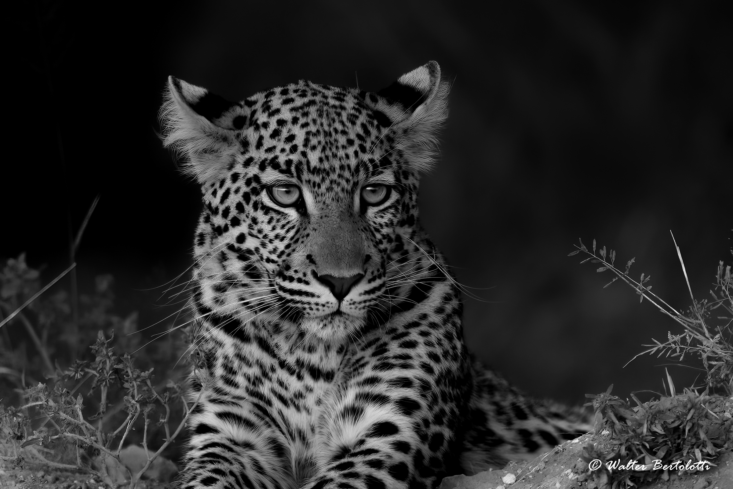 Ritratto di una principessa-B&W