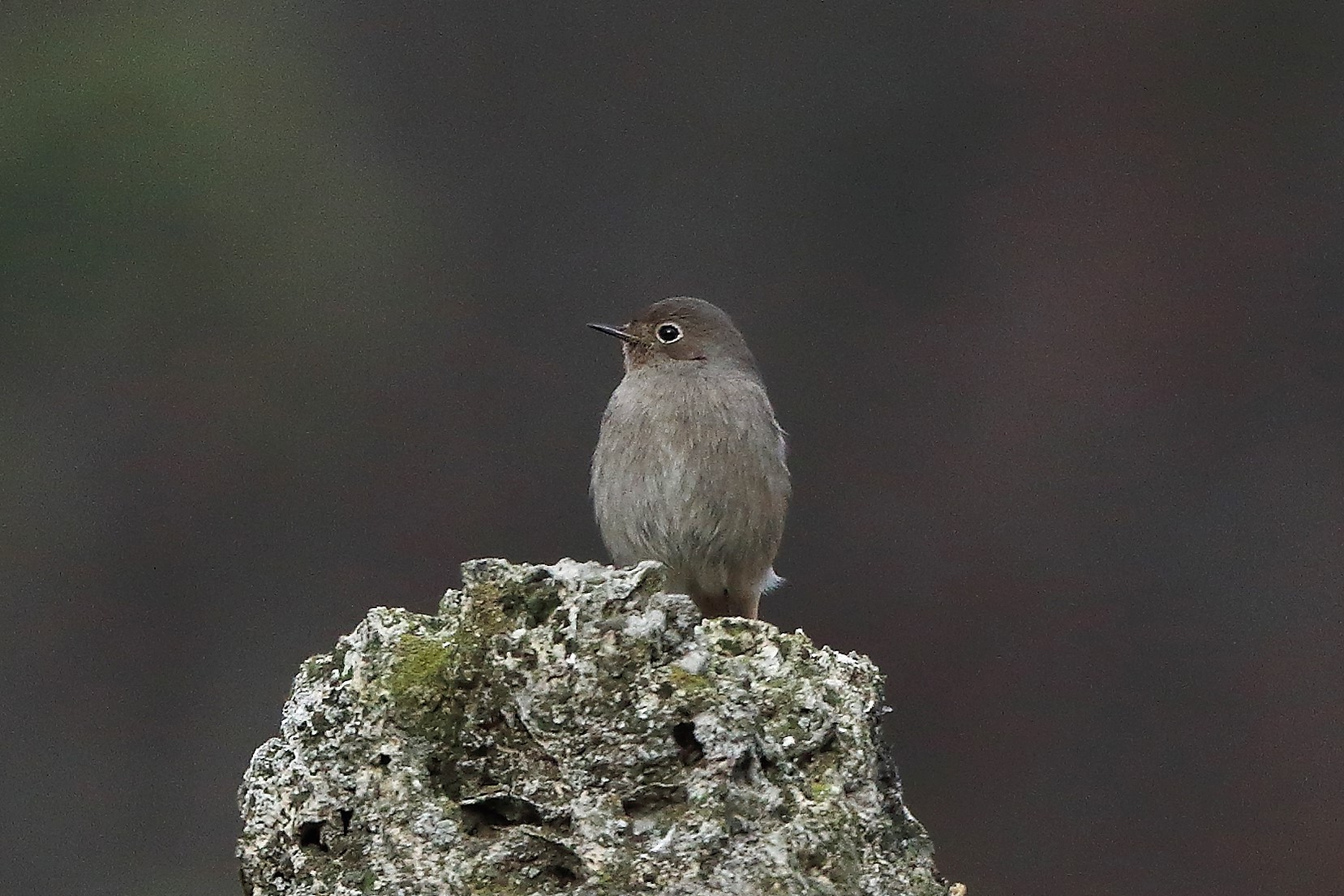 Codirosso 04 gennaio 2023