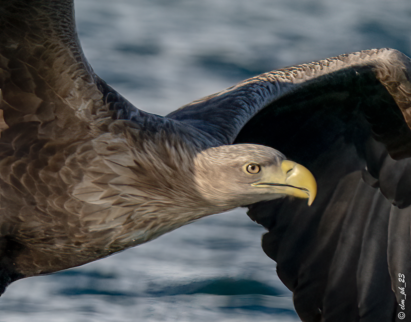 Sea eagle