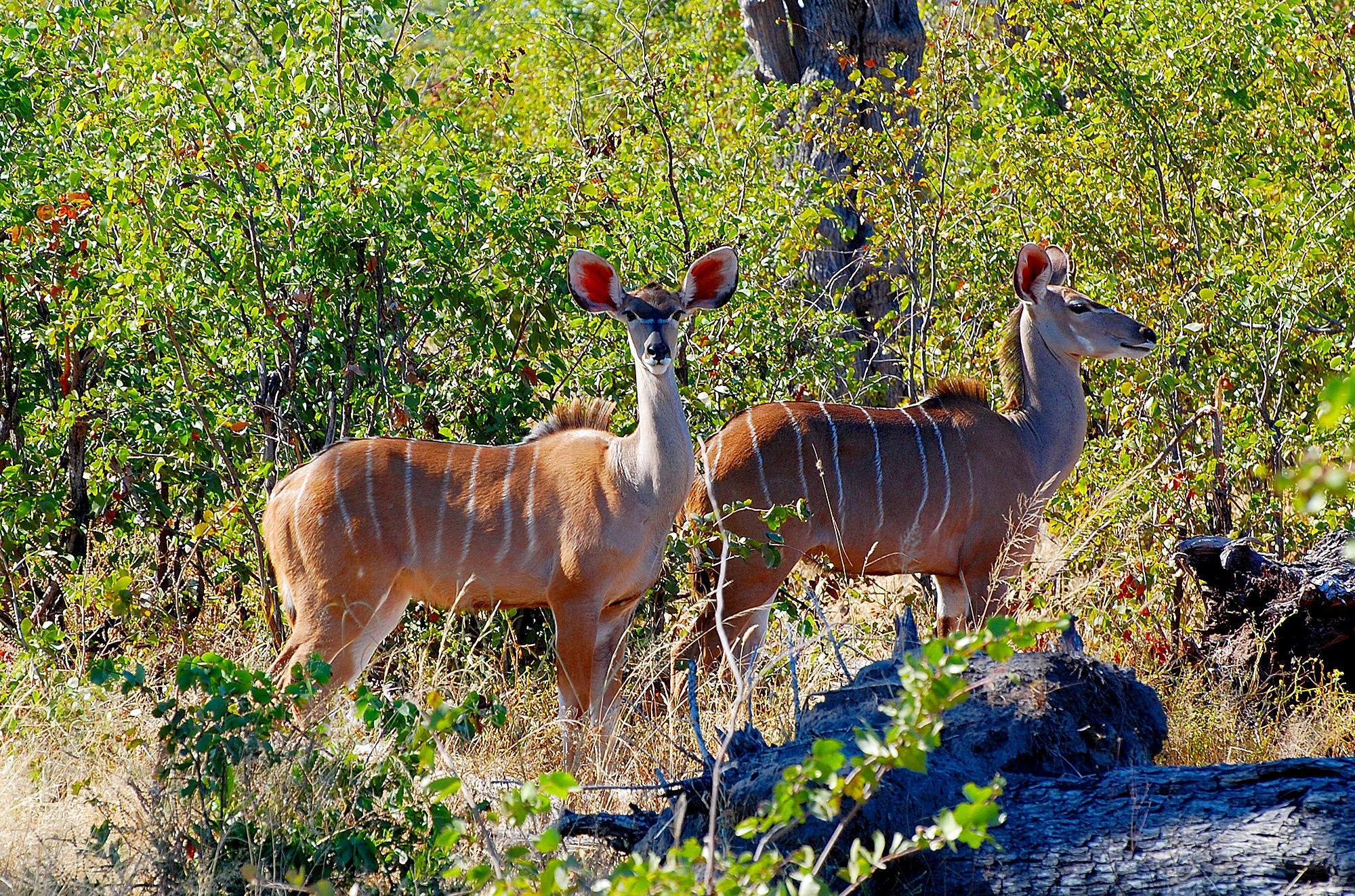 Botswana (Riserva Moremi): femmine Kudu