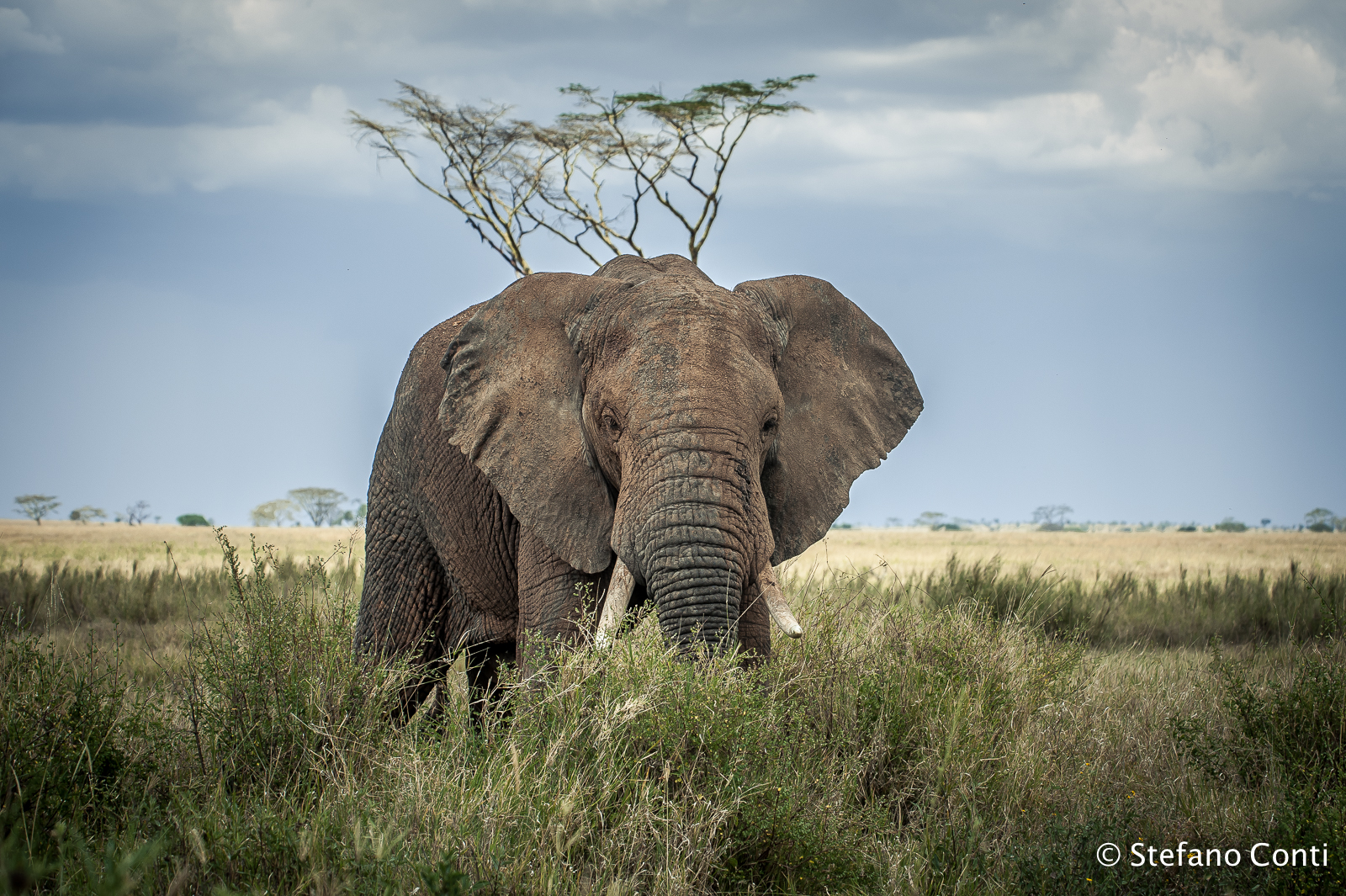 Elefante nel Serengeti