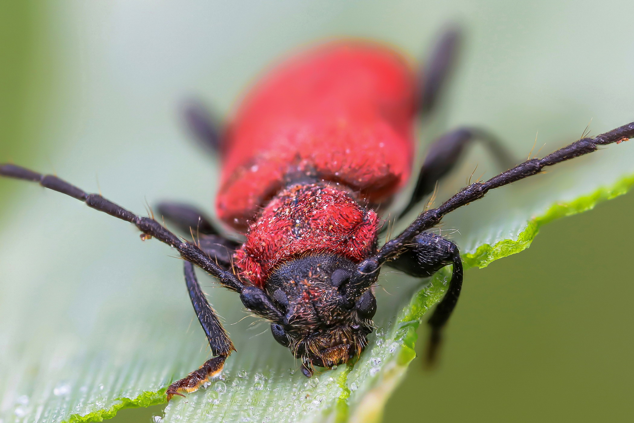 Pyrrhidium sanguineum