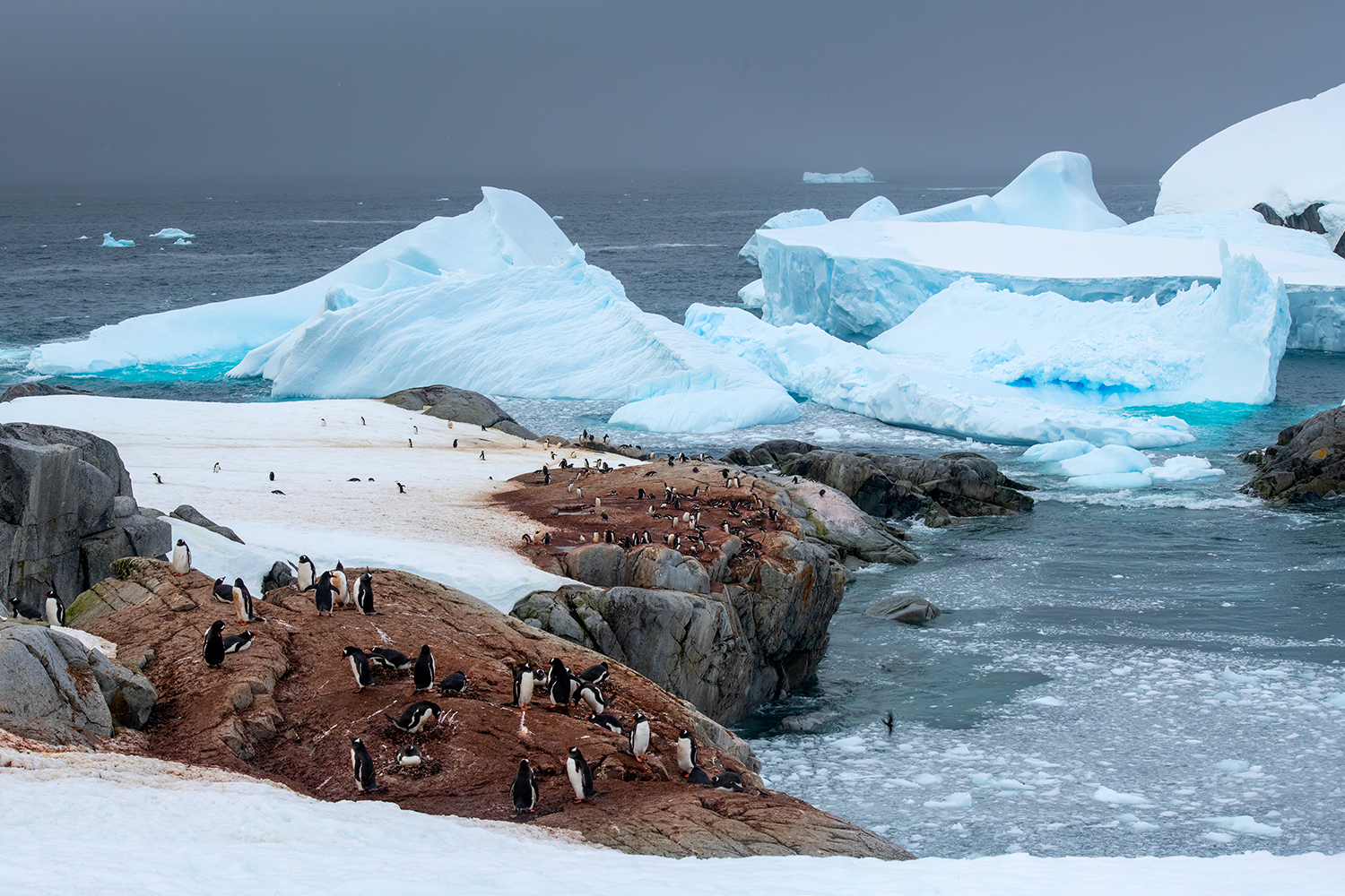 Papua penguin colony in Antarctica