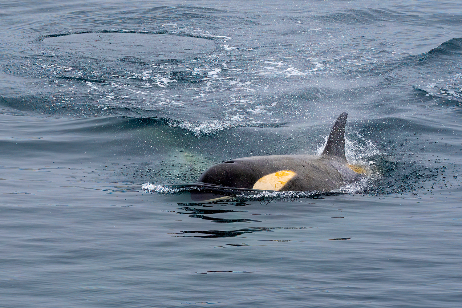 Orca nelle acque antartiche