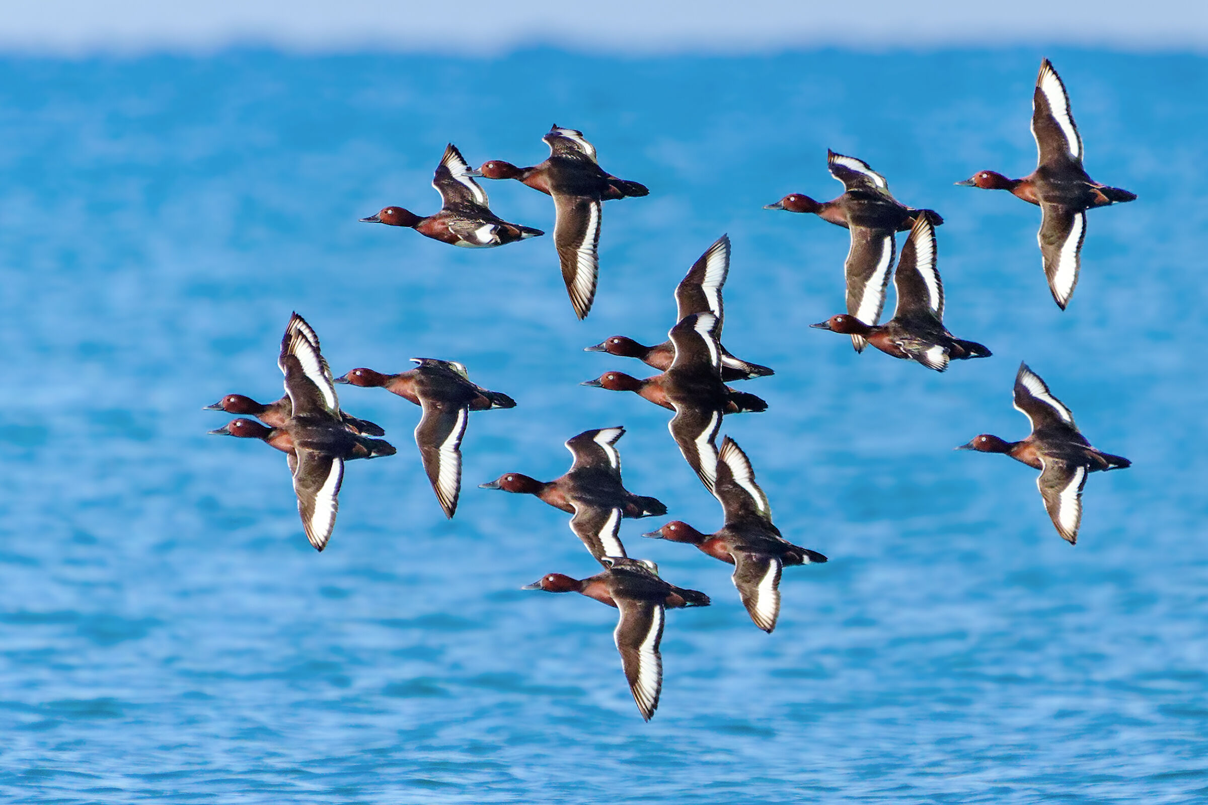 Morette tabaccate in migration