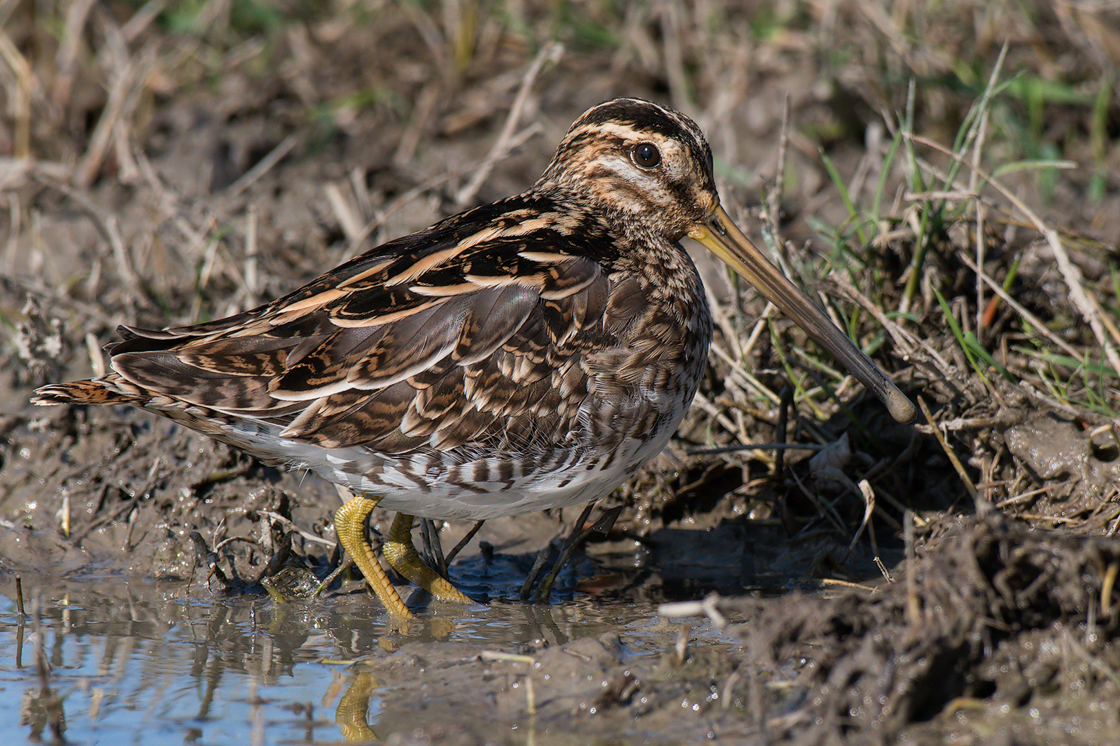 Snipe