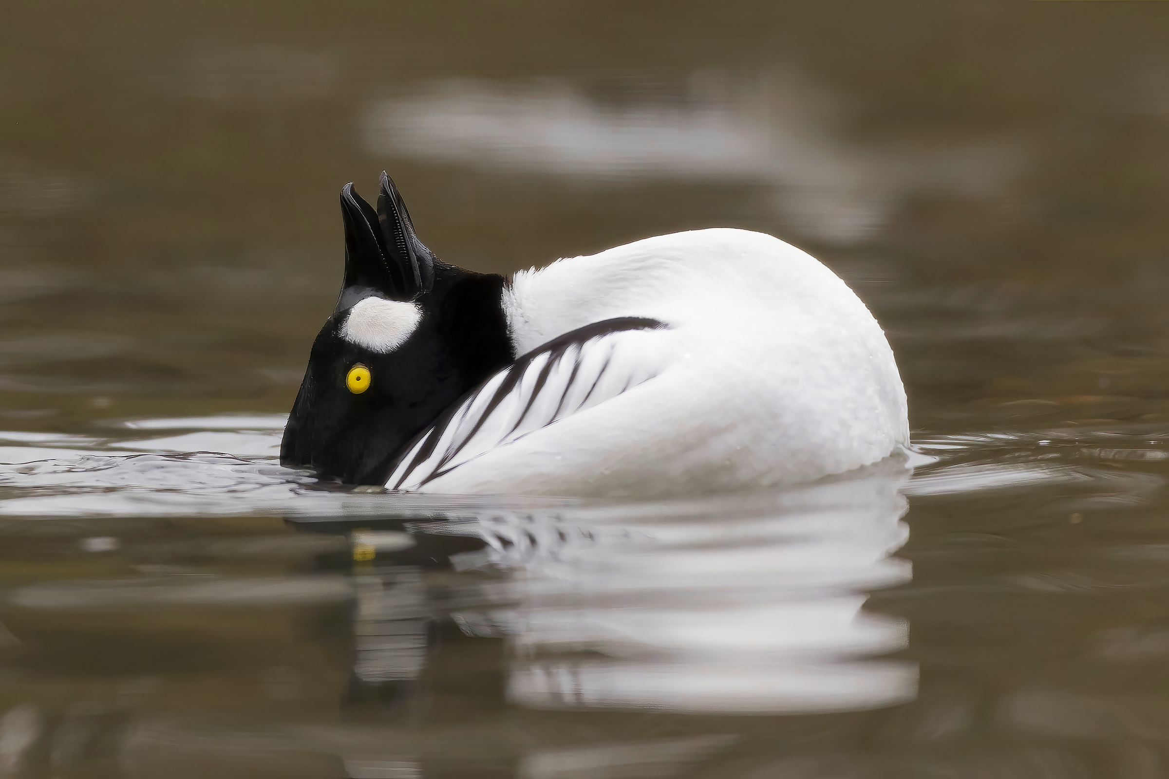 A rabbit in the water....  (Bucephala clangula)