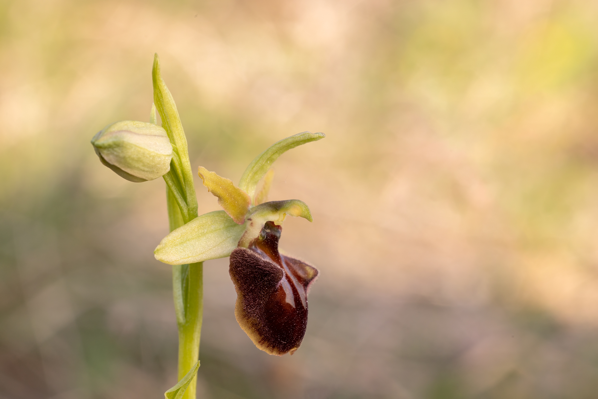 Ophrys Sphegodes