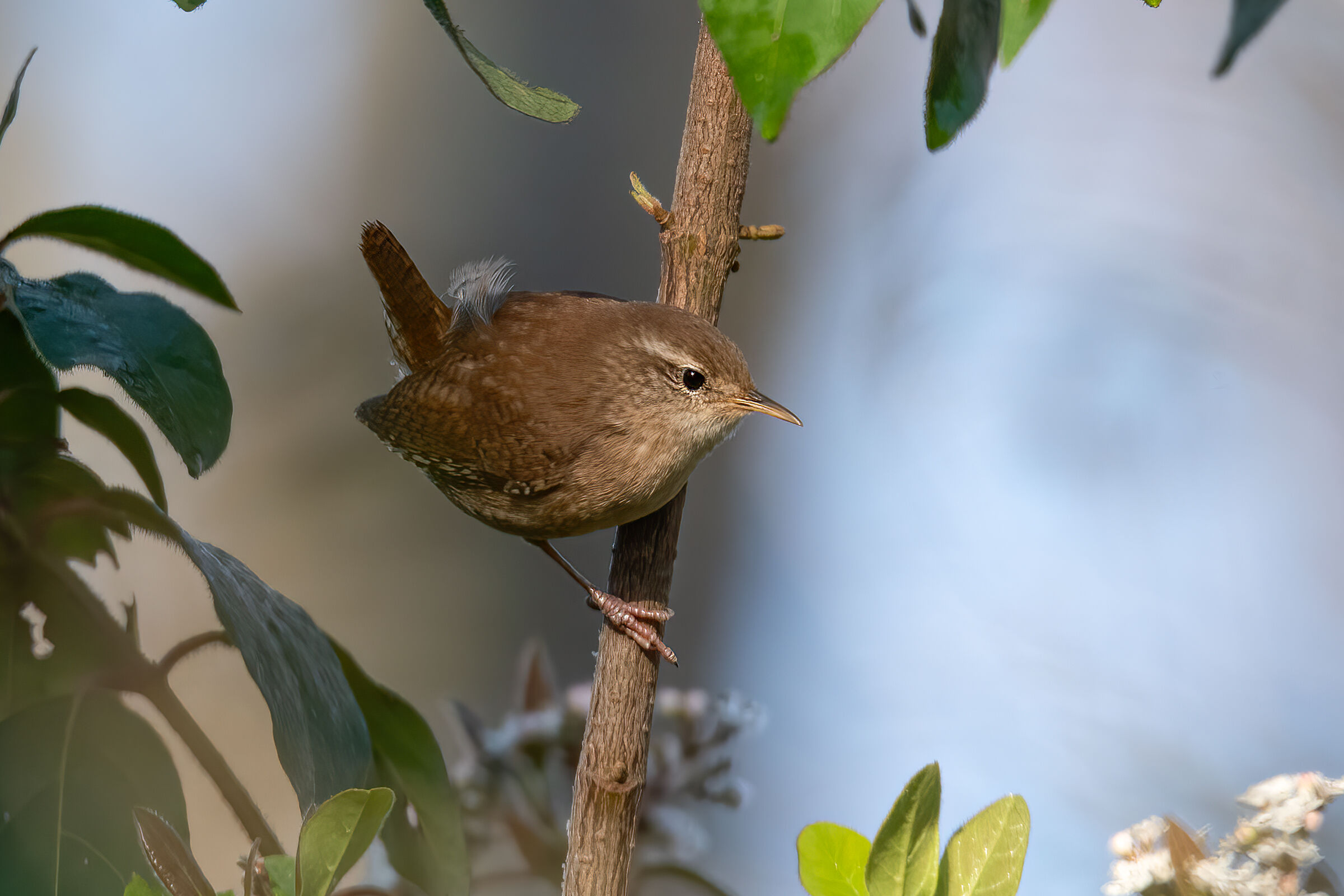 Scricciolo(Troglodytes troglodytes)