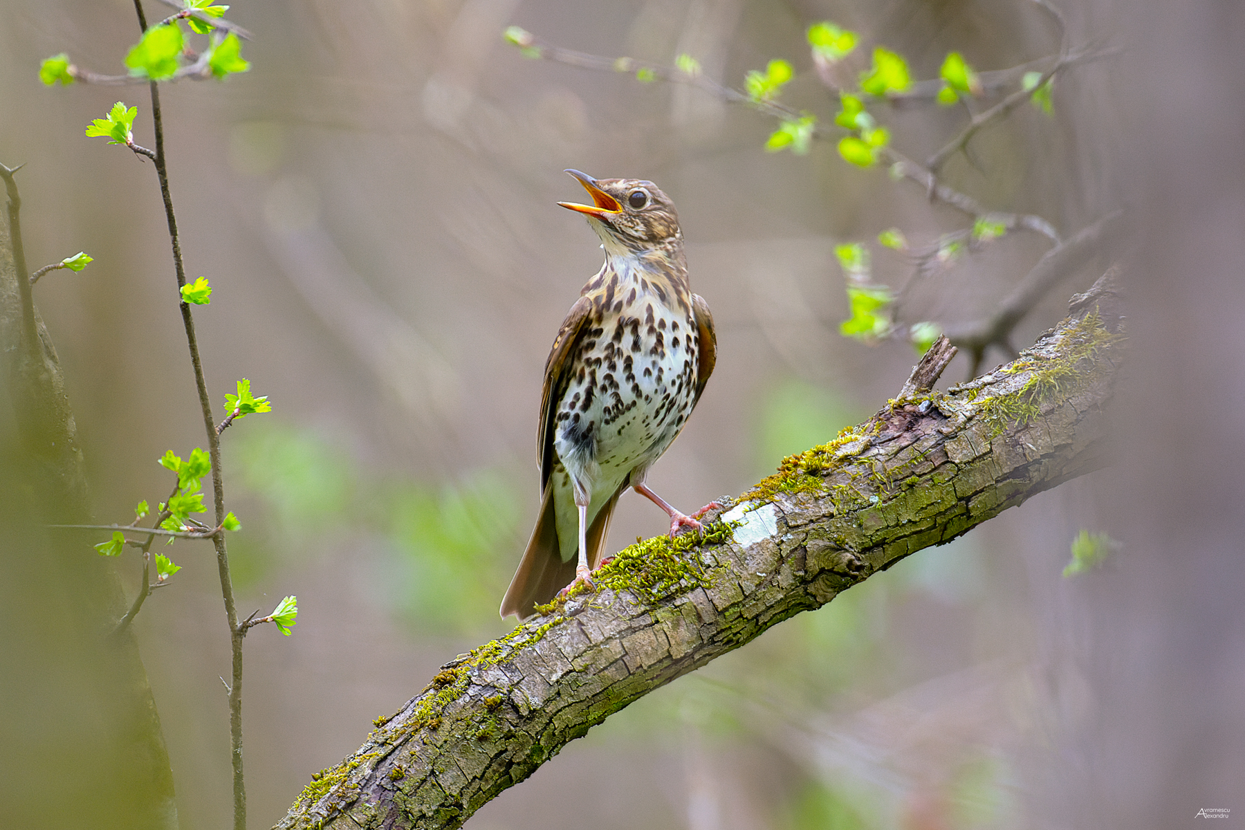 Turdus philomelos
