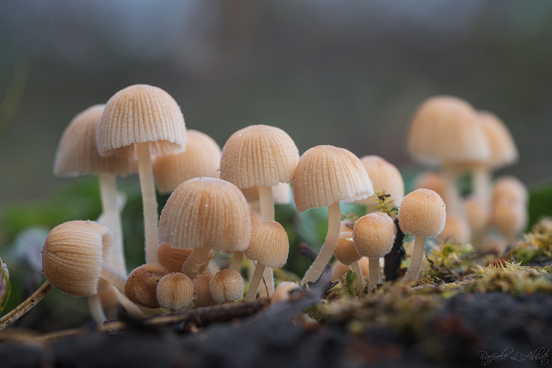 Mushrooms in the woods