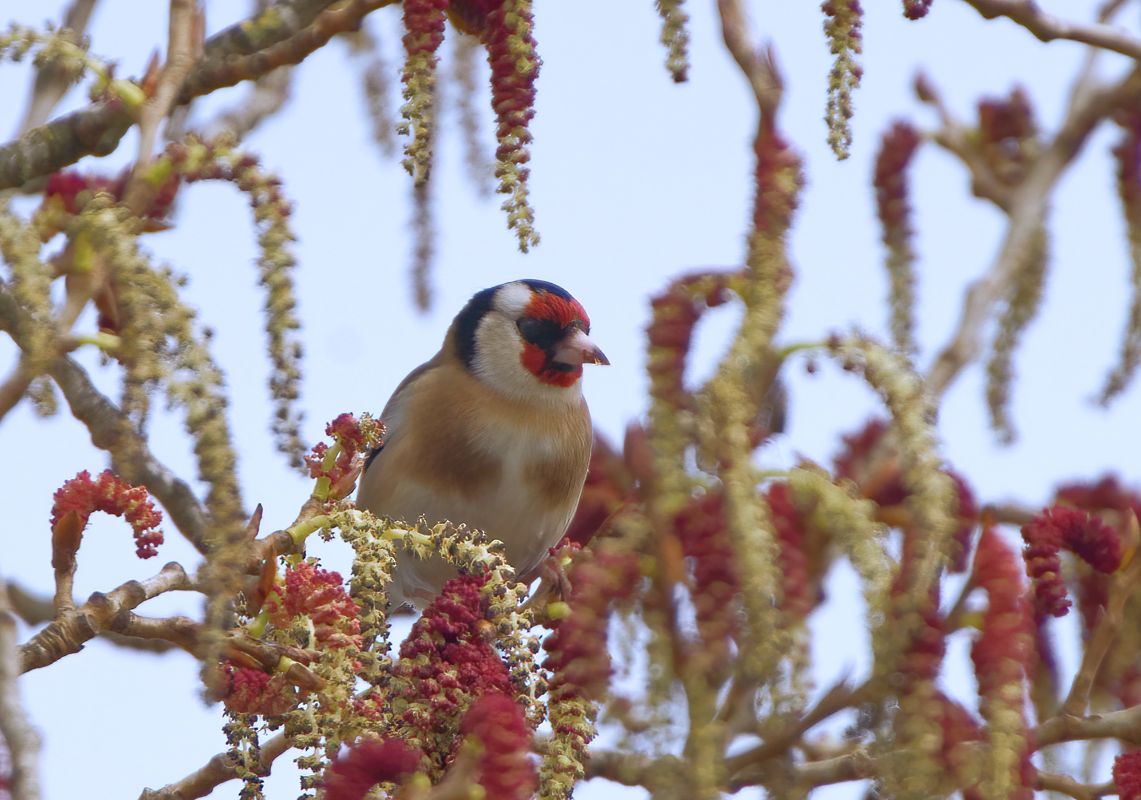 The goldfinch feasts with flowers