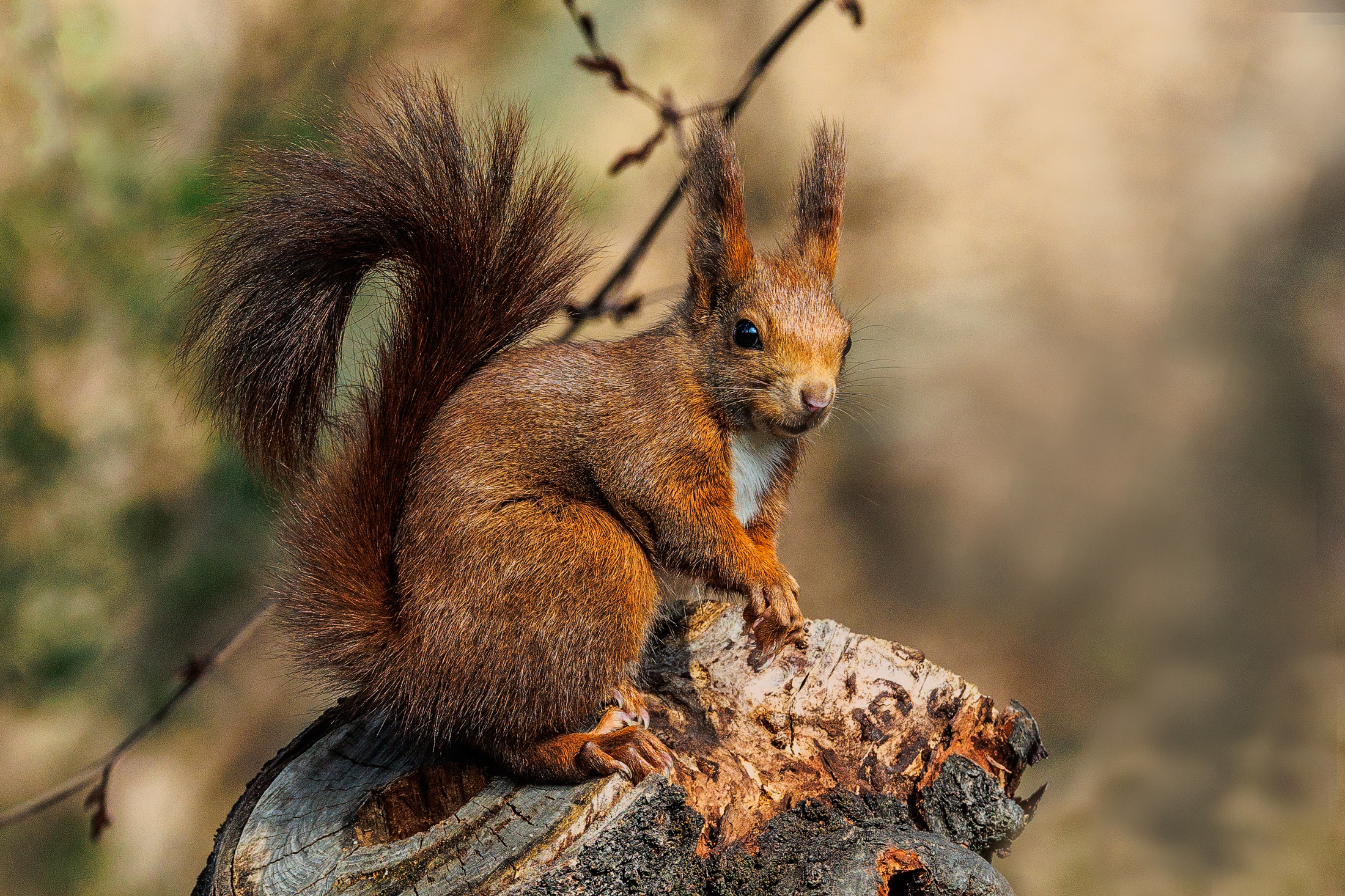 Squirrel