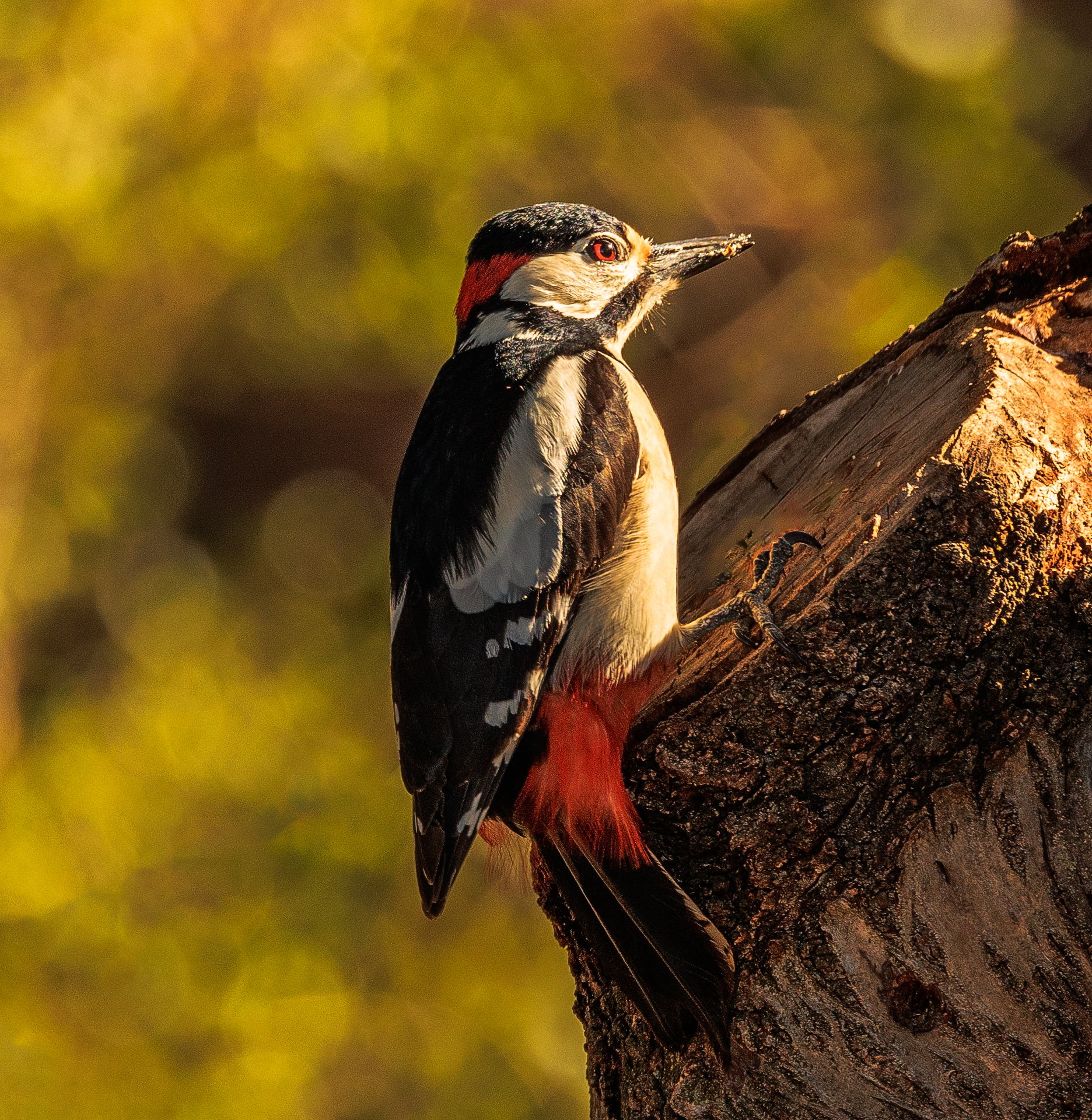 Picchio rosso maggiore