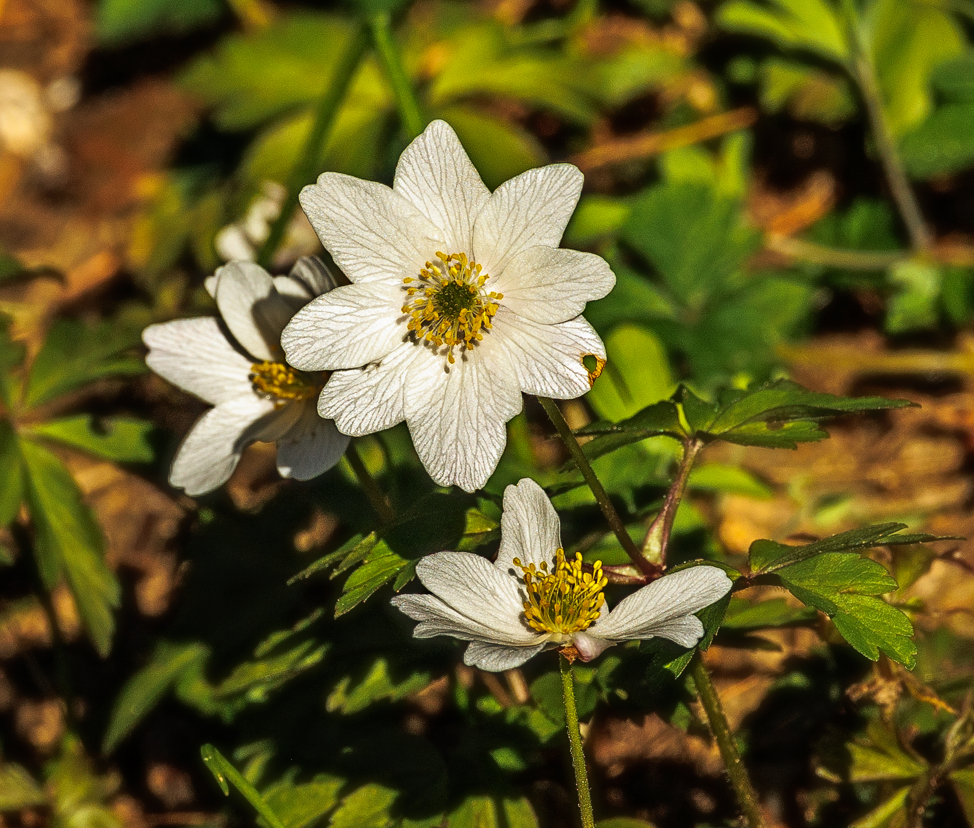 Anemone nemorosa