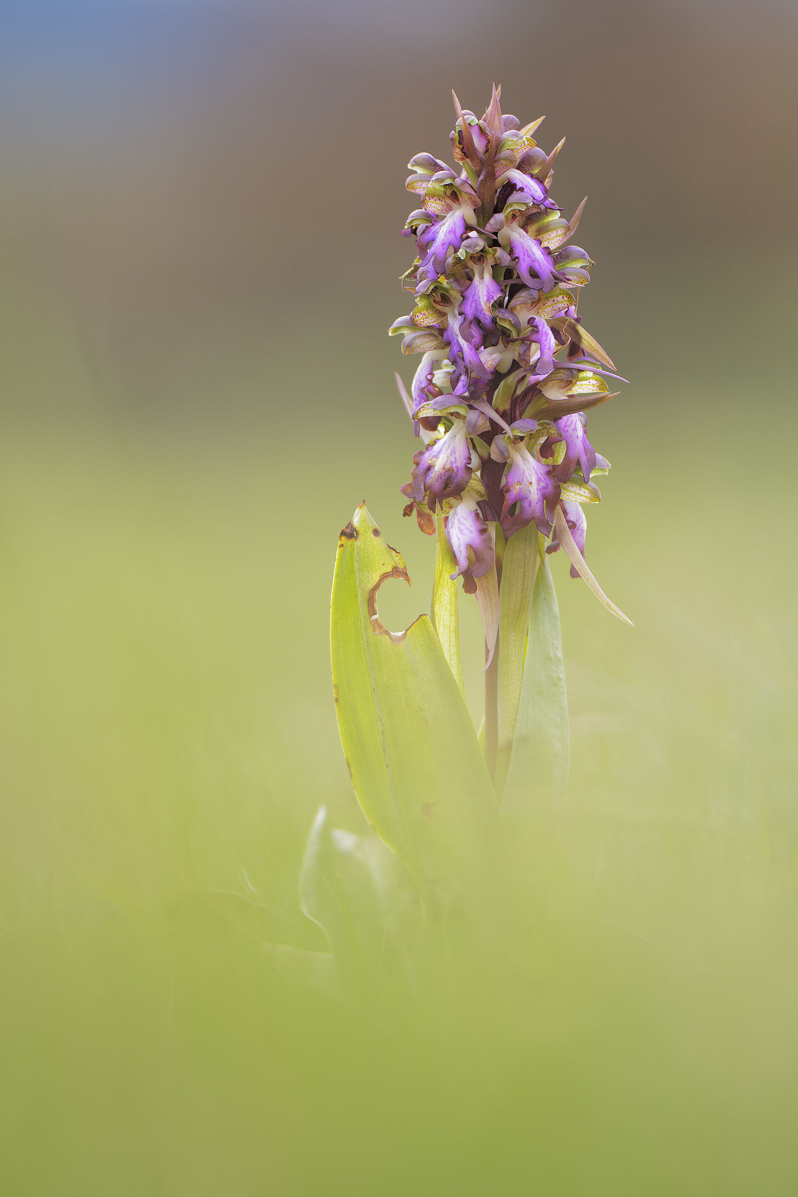 Himantoglossum robertianum