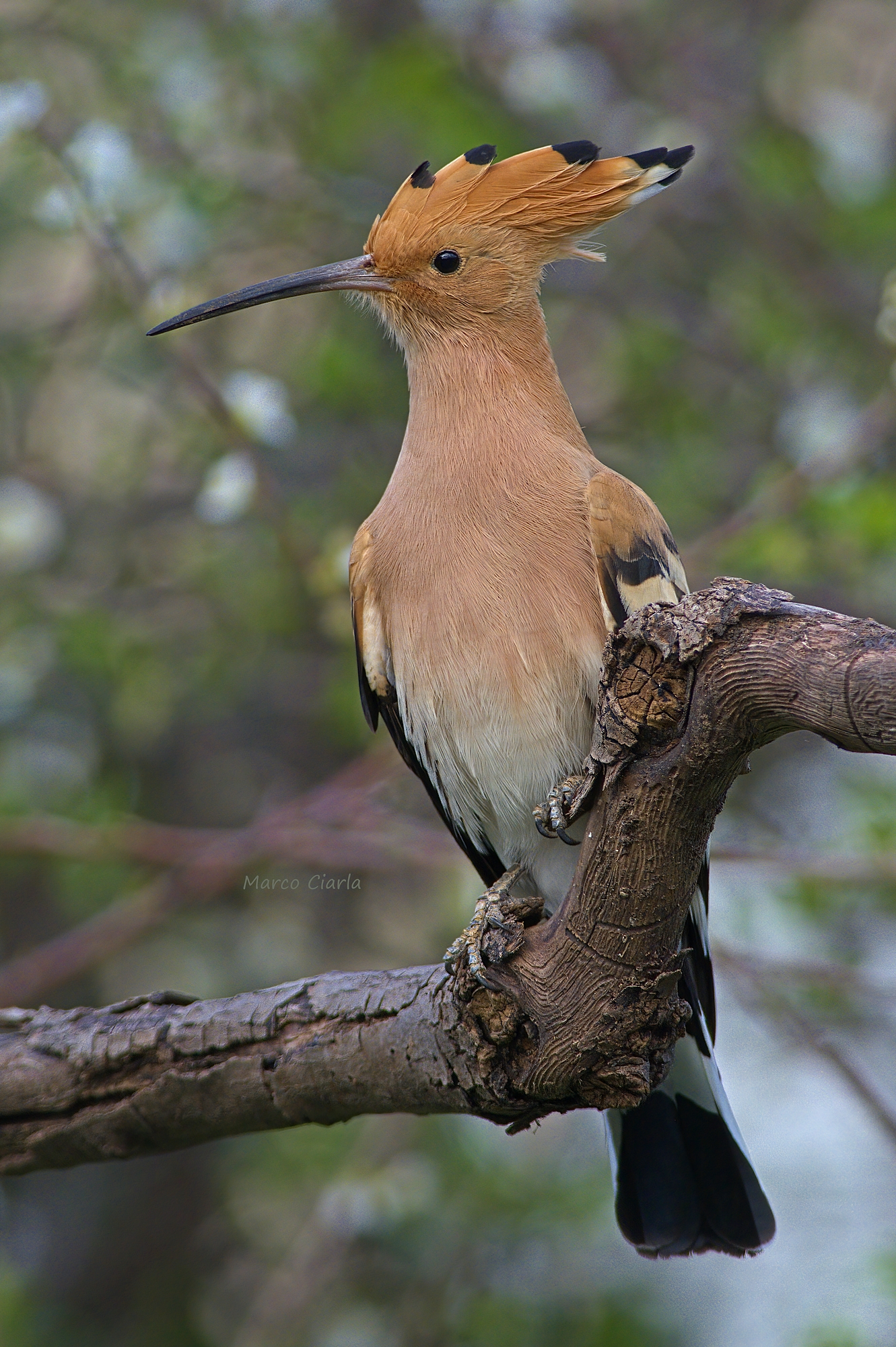 Hoopoe (Hoopoe epops)