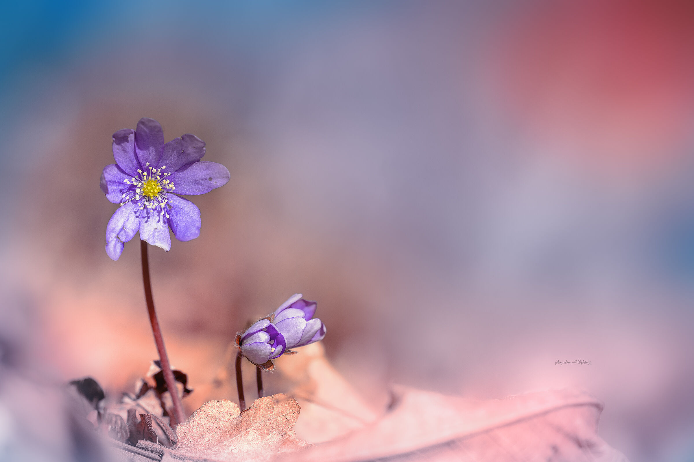 Hepatica nobilis