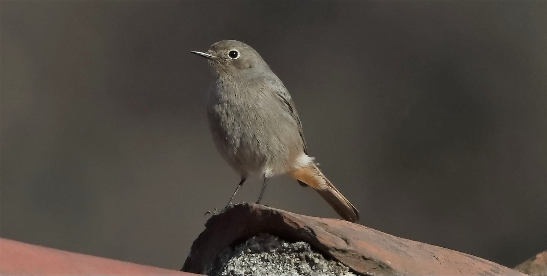 Codirosso 24-01-2023