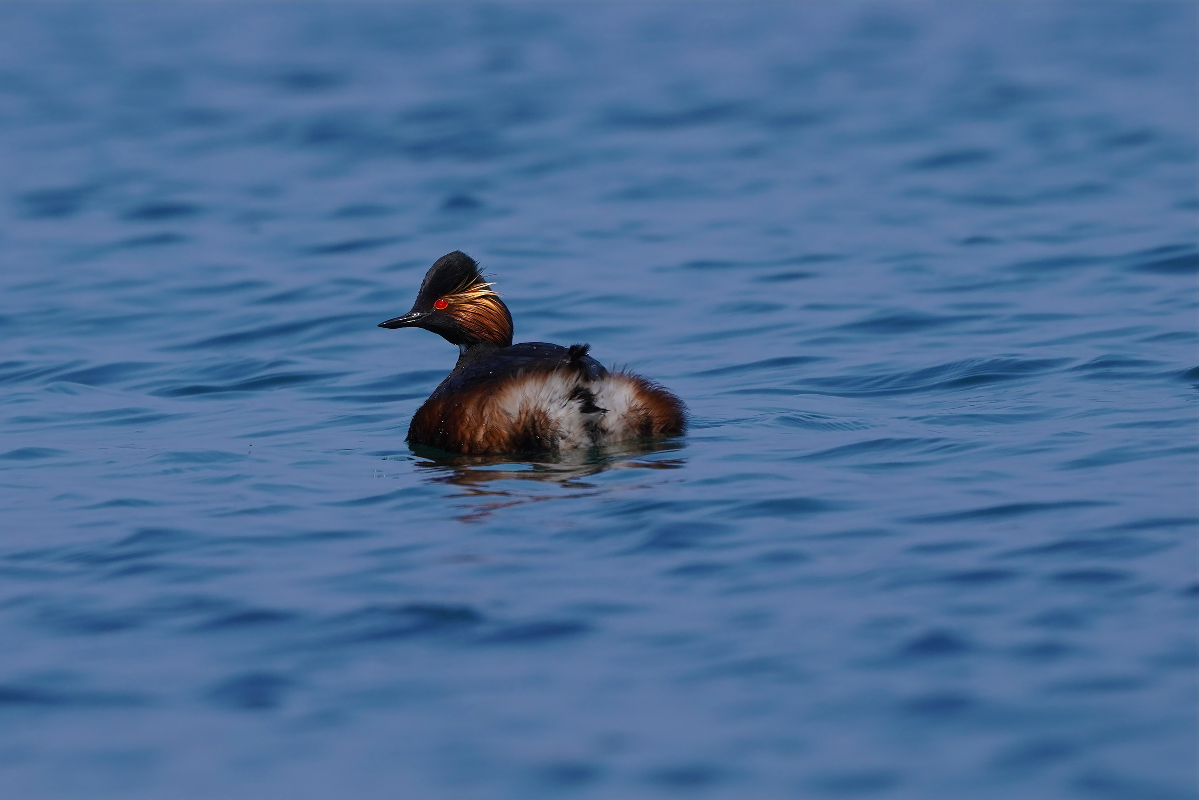 black-necked grebe