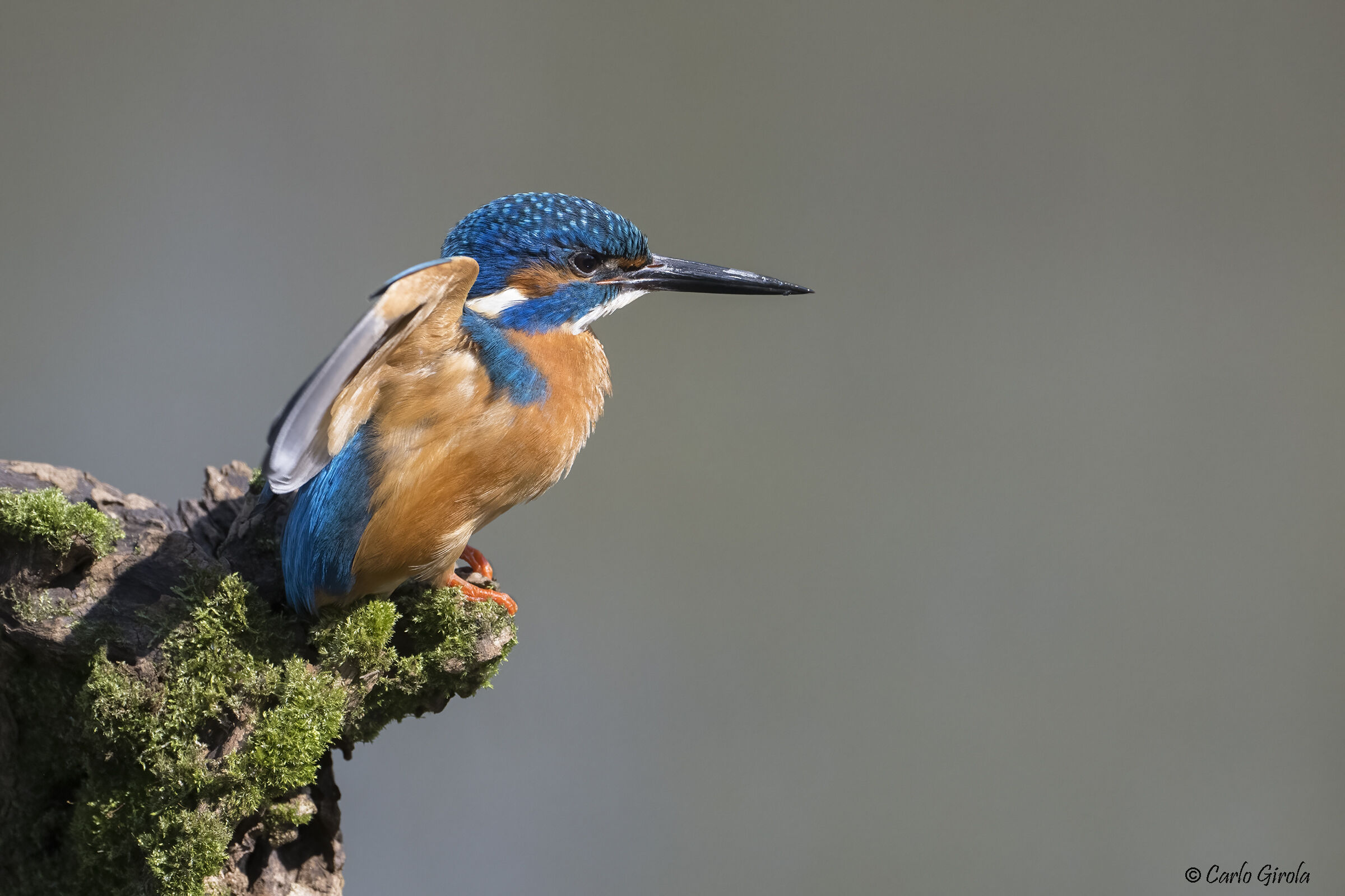 Martin pescatore (Alcedo atthis)