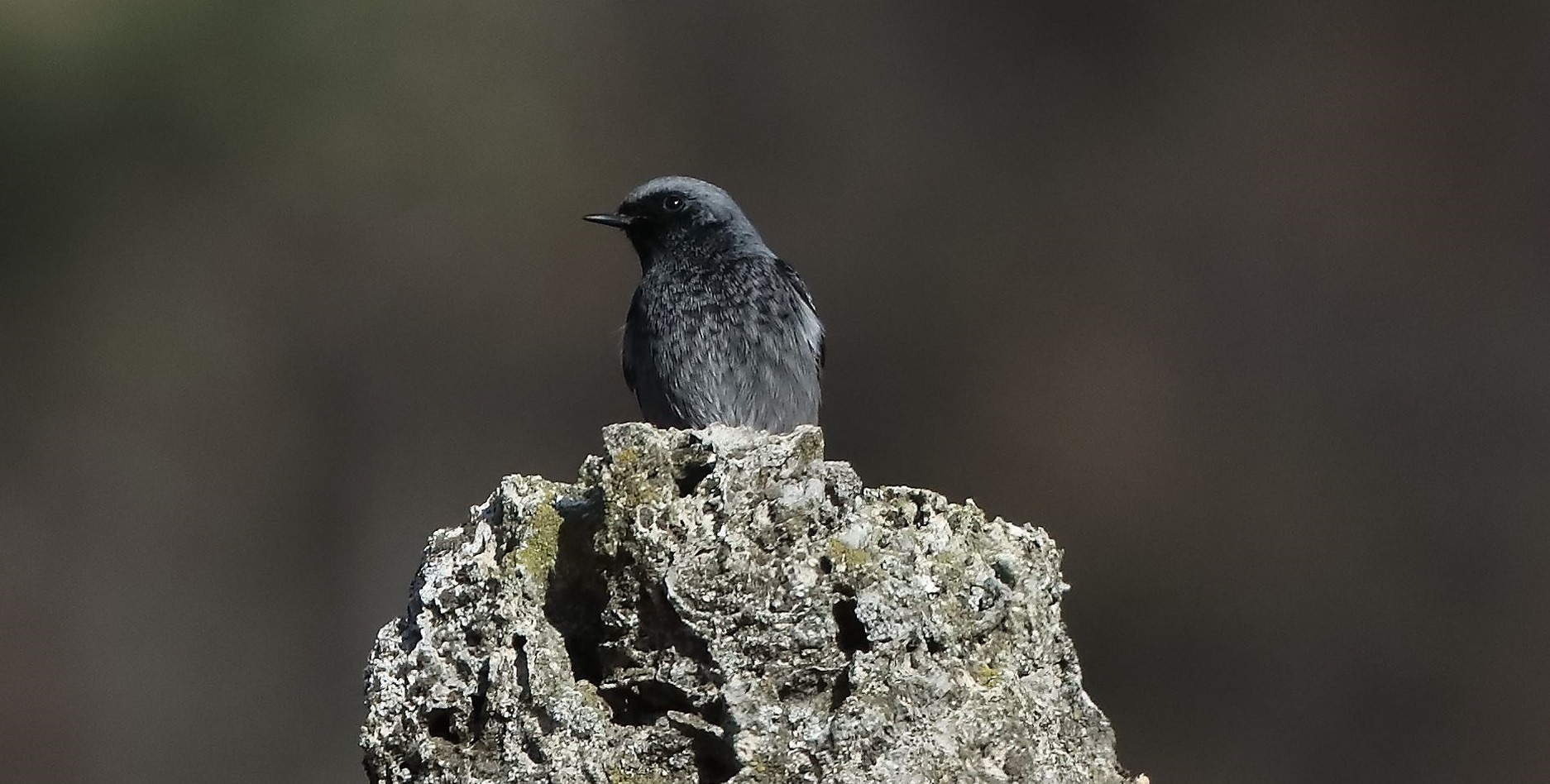 Codirosso 24-01-2022