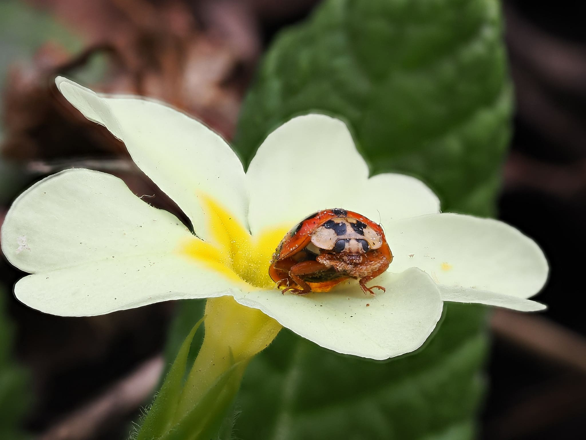 Coccinella