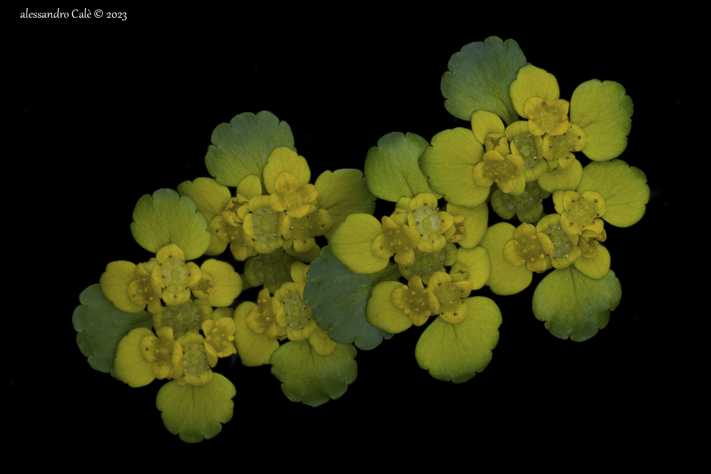 Chrysosplenium alternifolium
