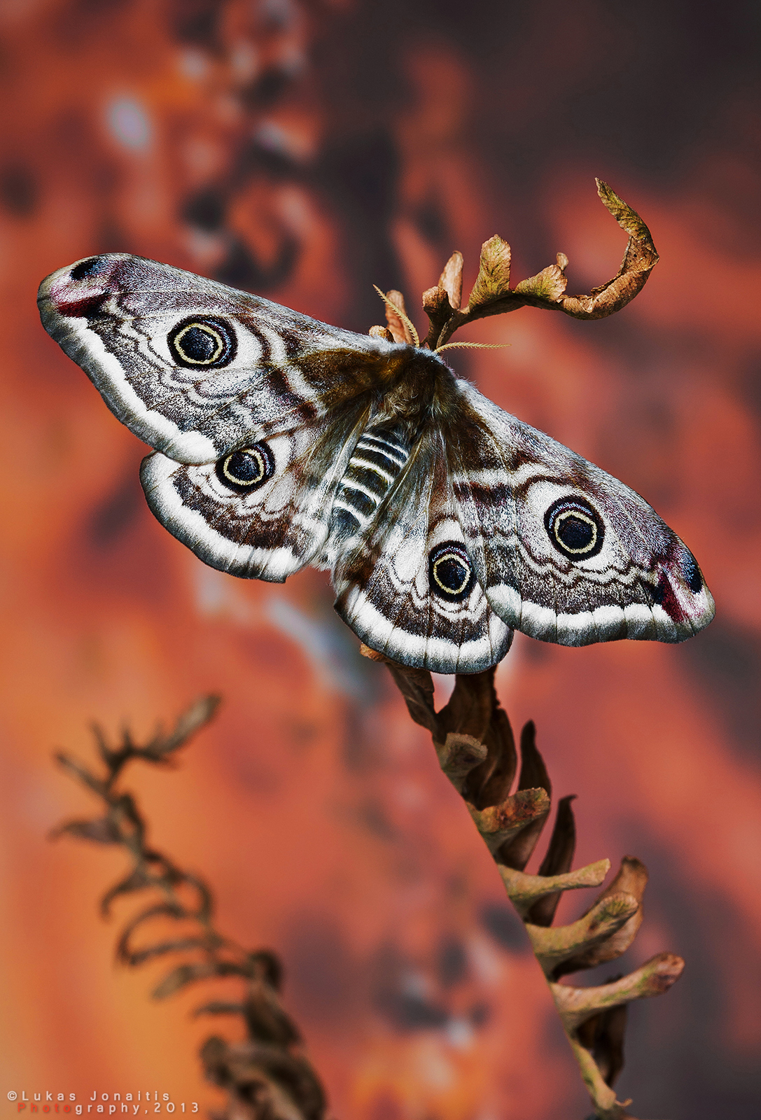 The Small Emperor Moth - Saturnia pavonia