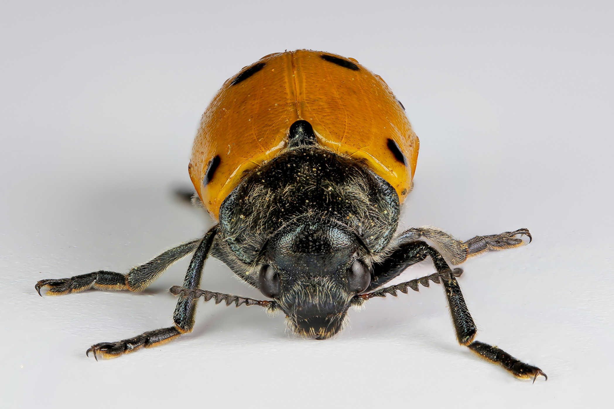 Lachnaia italica italica