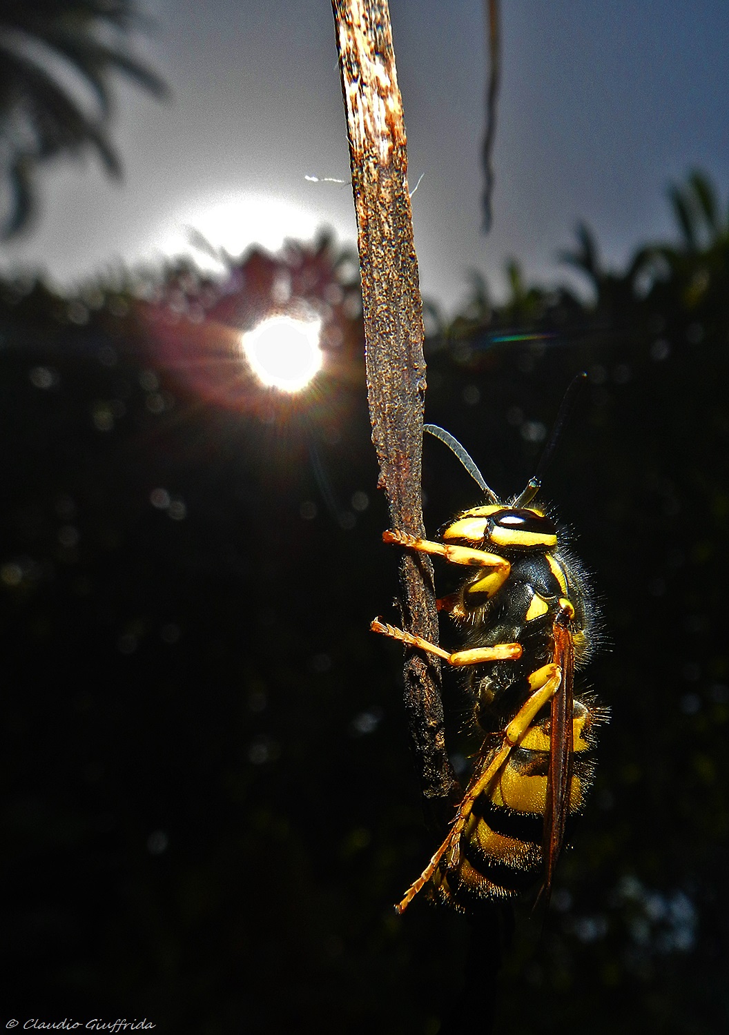 ogni giorno una vespa si sveglia...