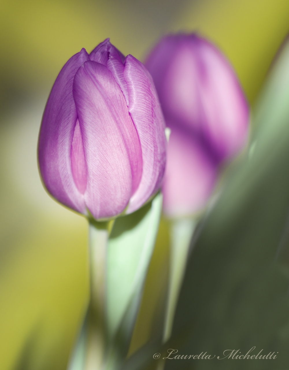 Tulips