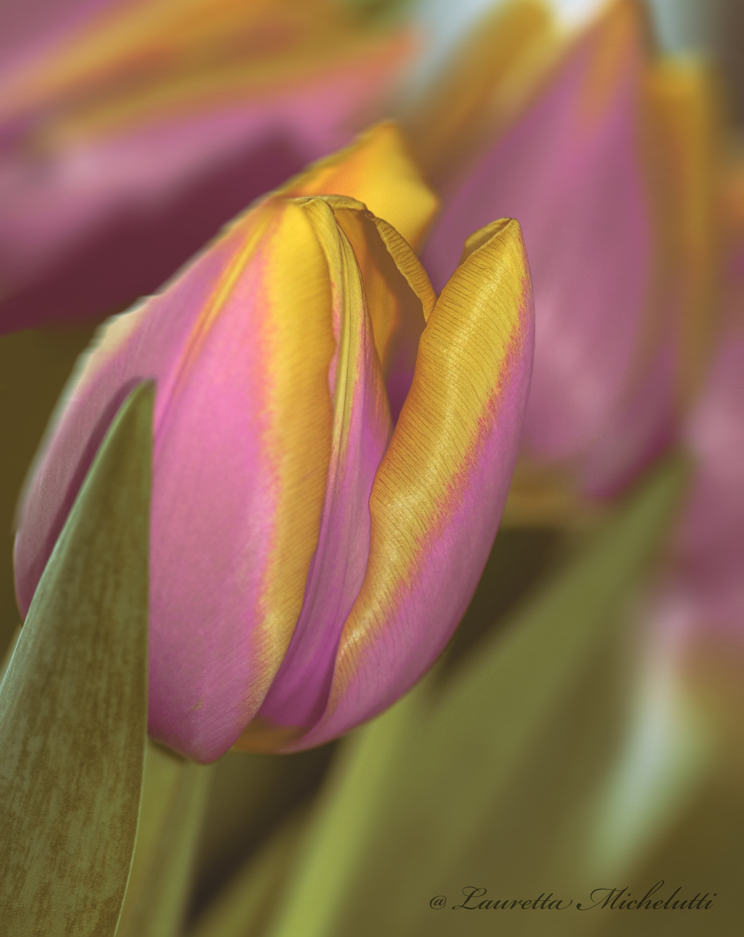 Tulips