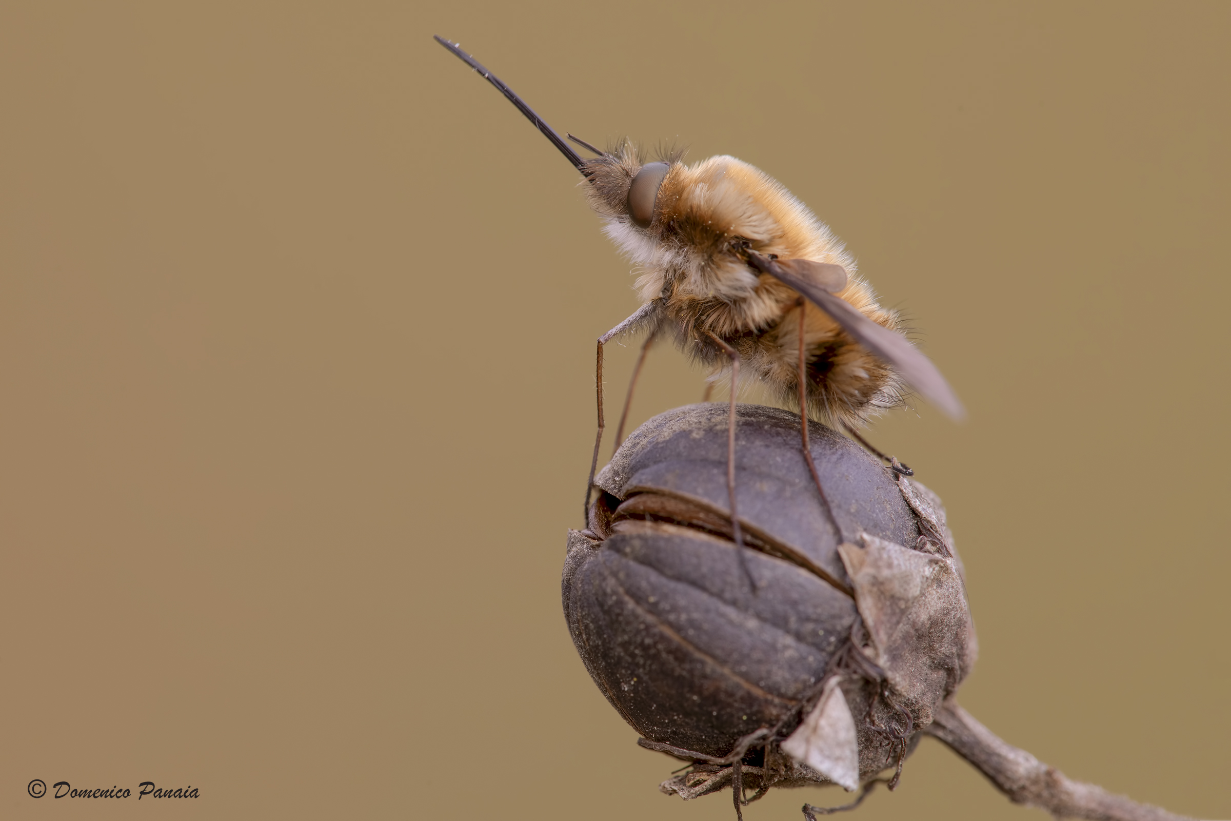 Bombylius Major