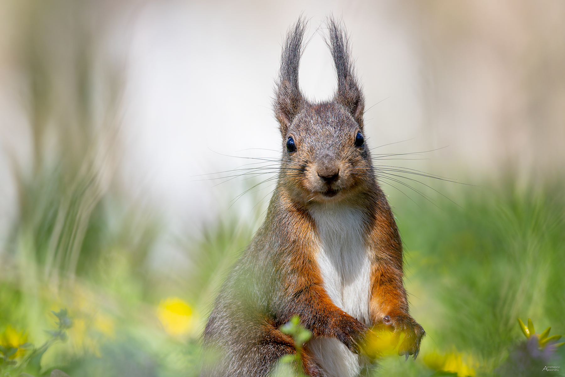 Red squirrel