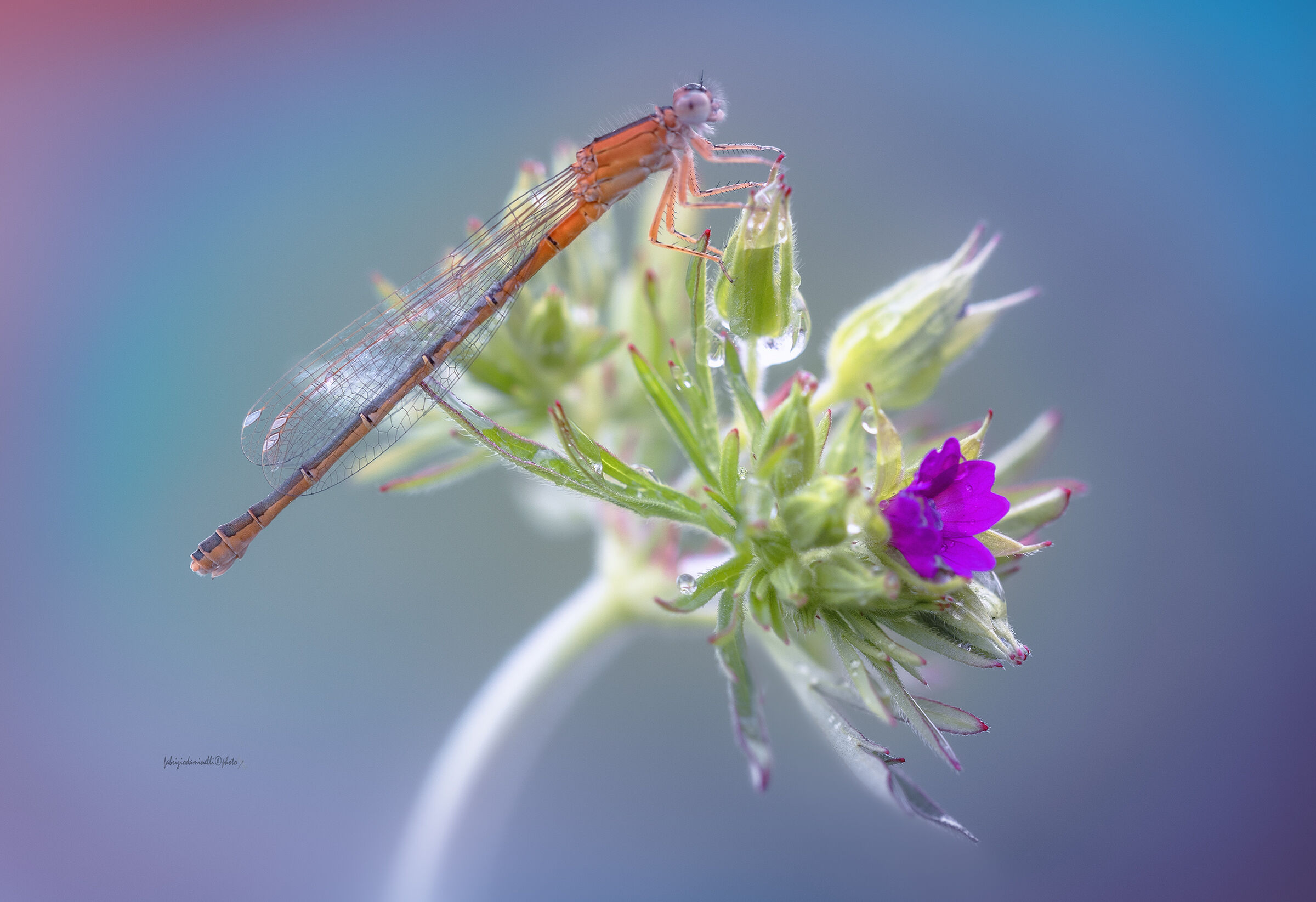 Small Bluetail - Ischnura pumilio