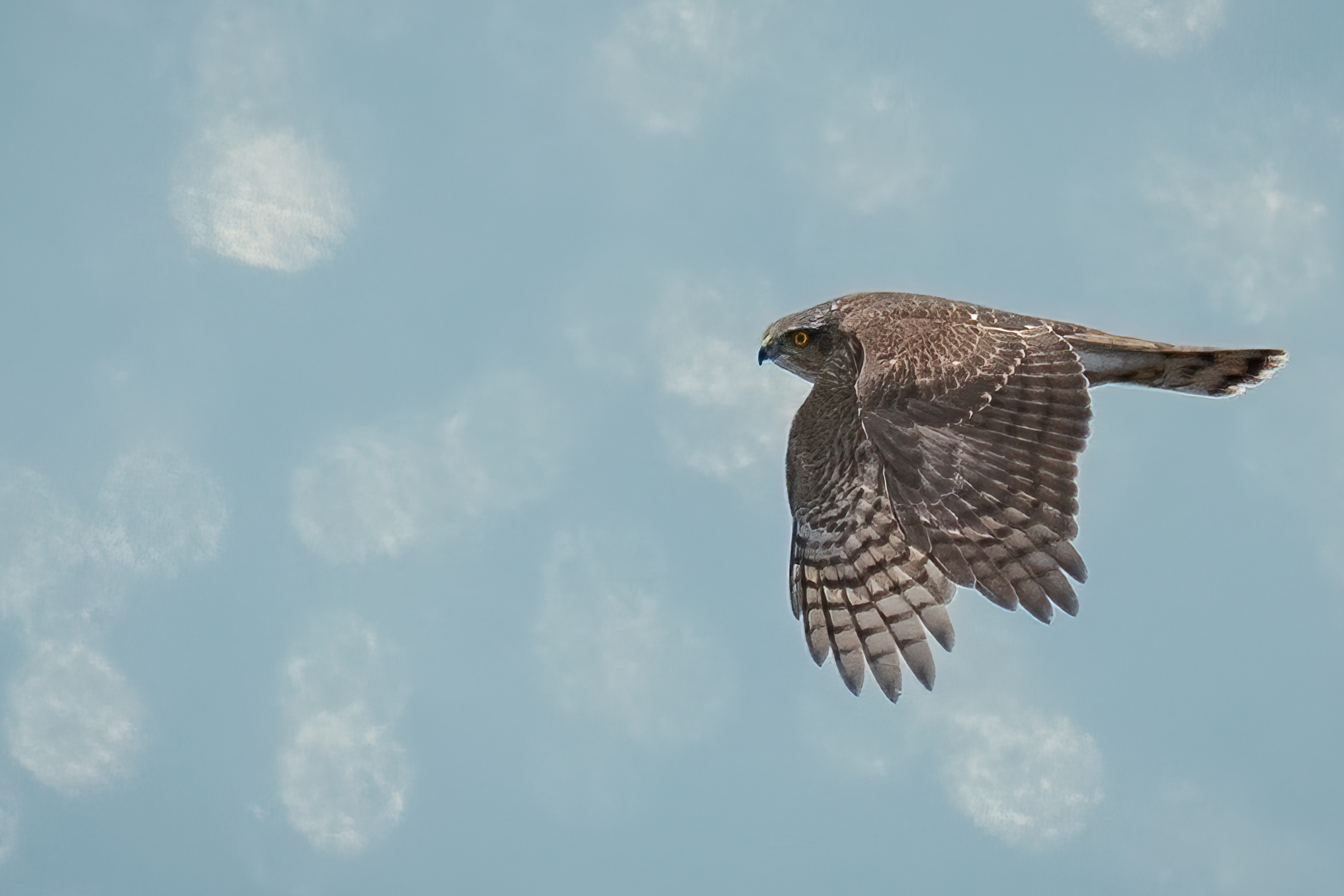Sparrowhawk and the reflections of Garda
