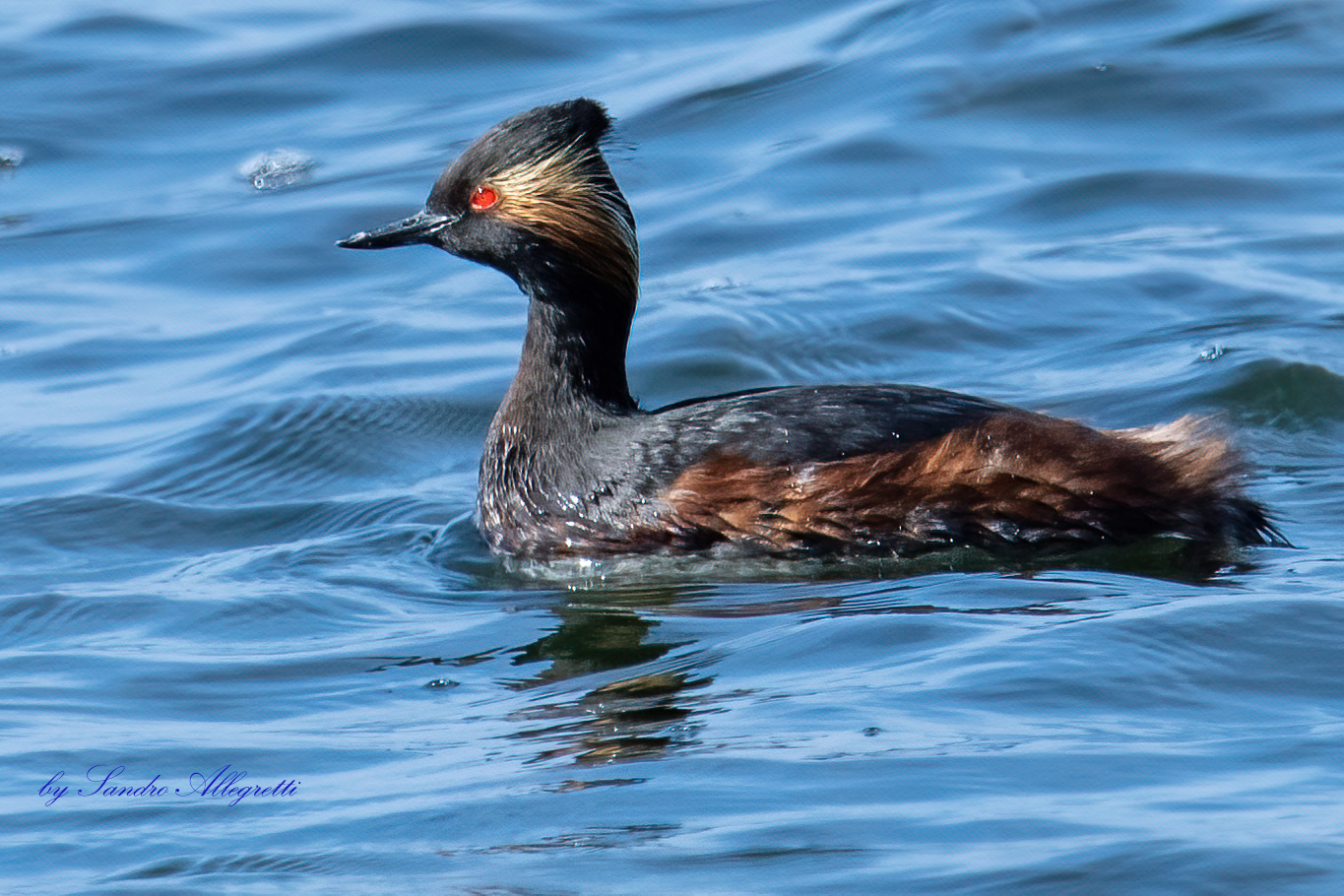 Lo svasso piccolo (Podiceps nigricollis)
