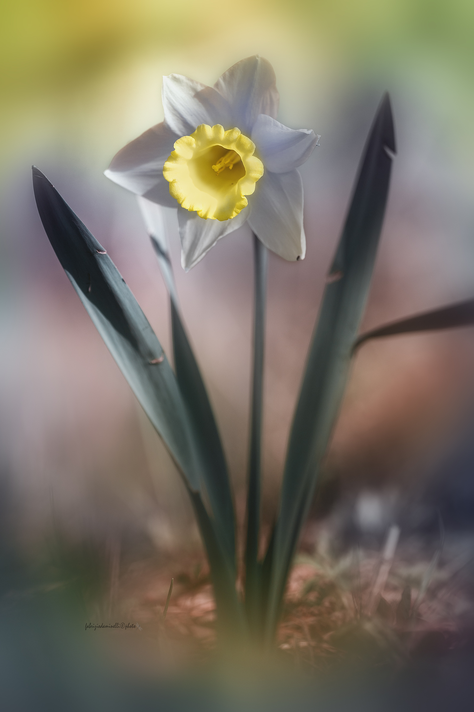 Narciso
