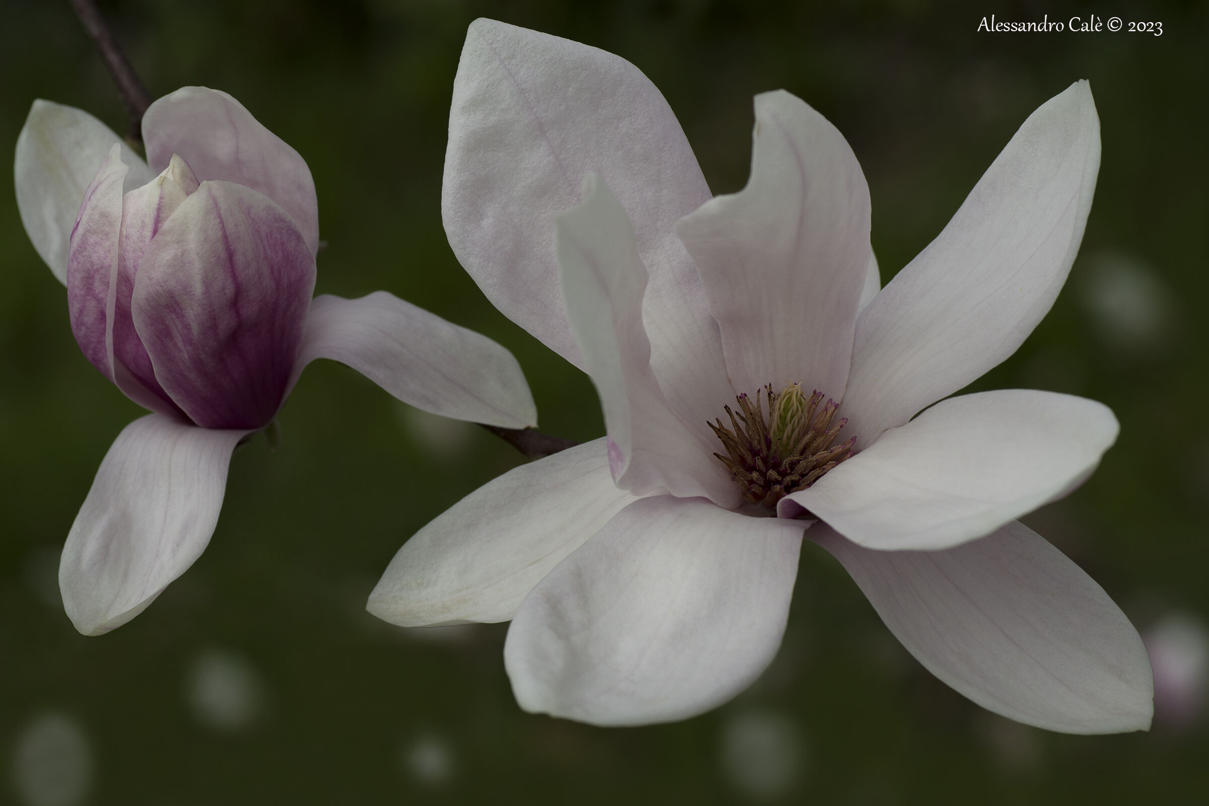 Magnolia 9856