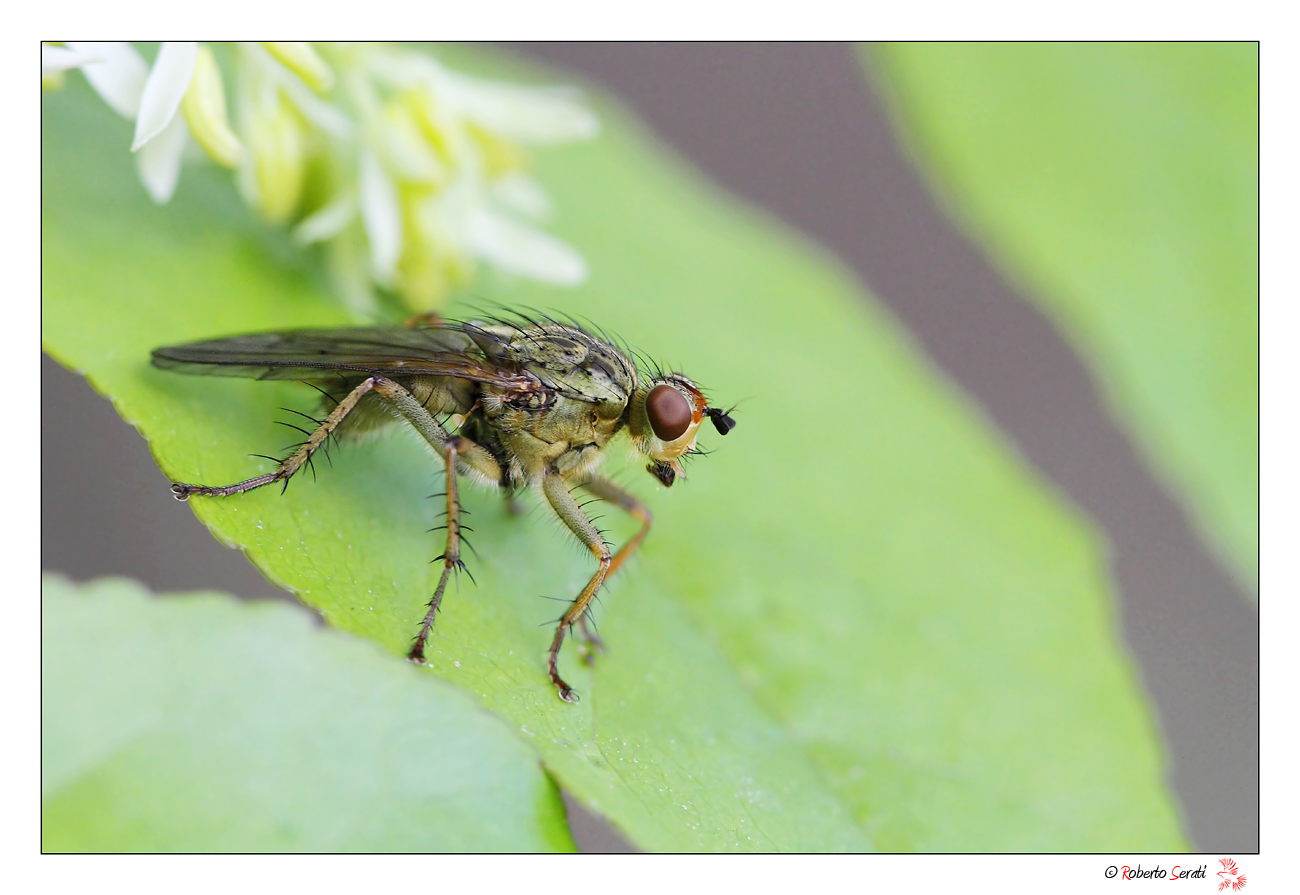Scatophaga stercoraria