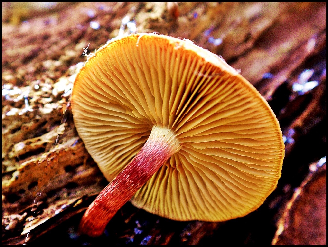 funghi