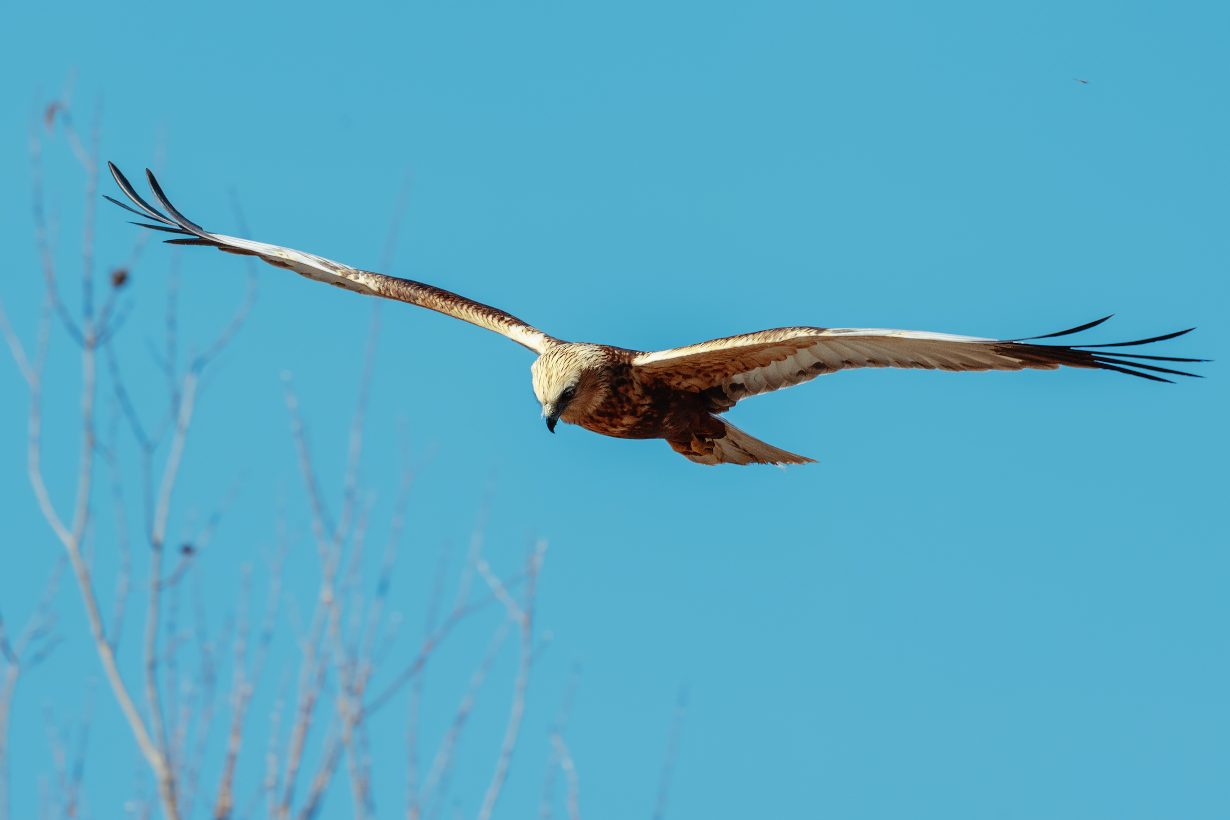 Marsh harrier