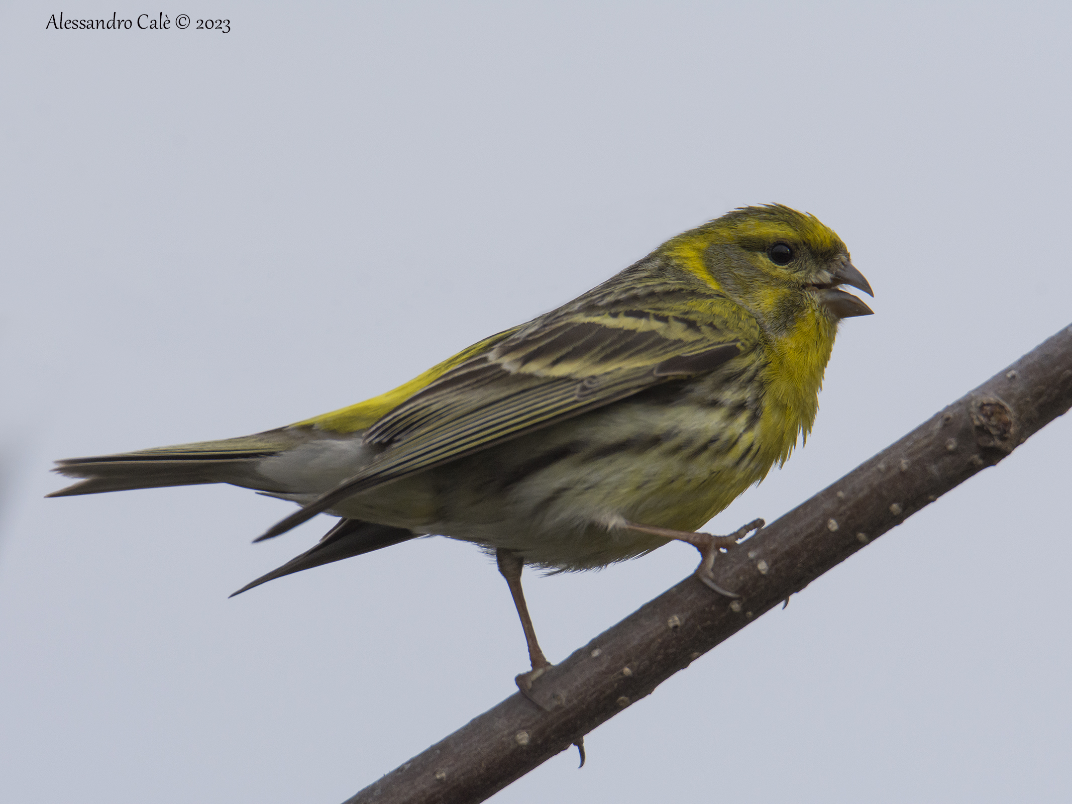 Serinus serinus (Verzellino) 0515
