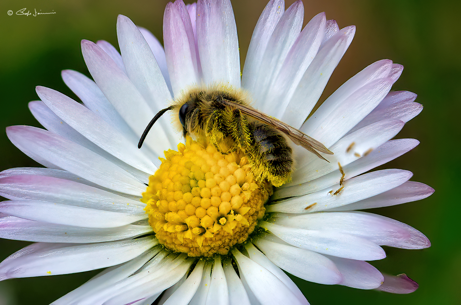 Primi imenotteri impollinatori