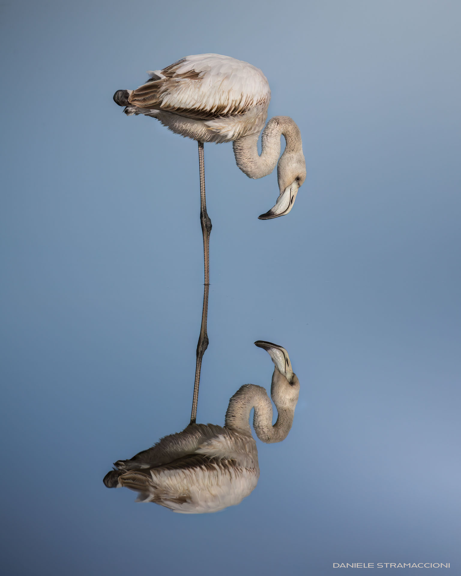 Young flamingo