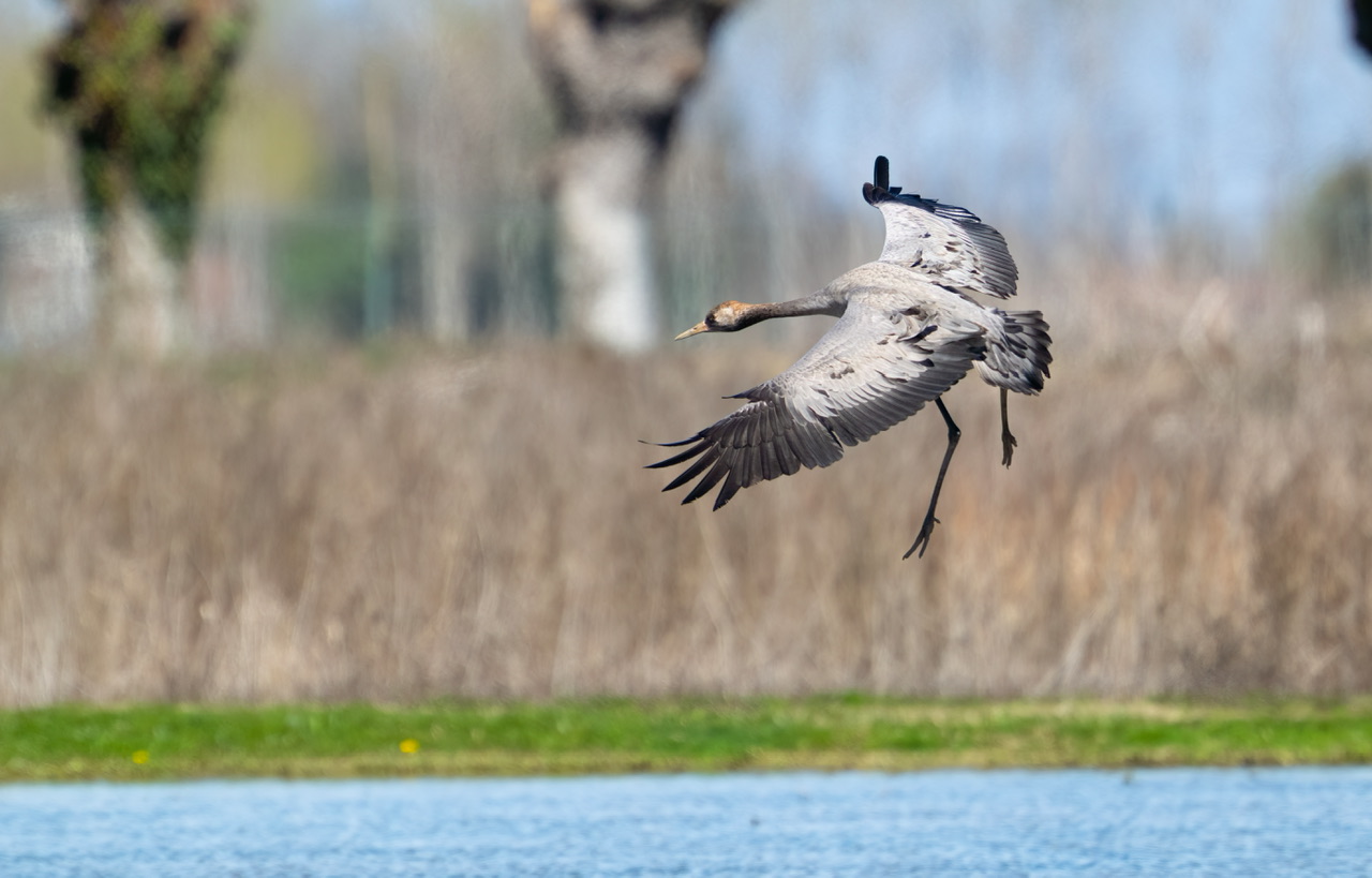Crane landing