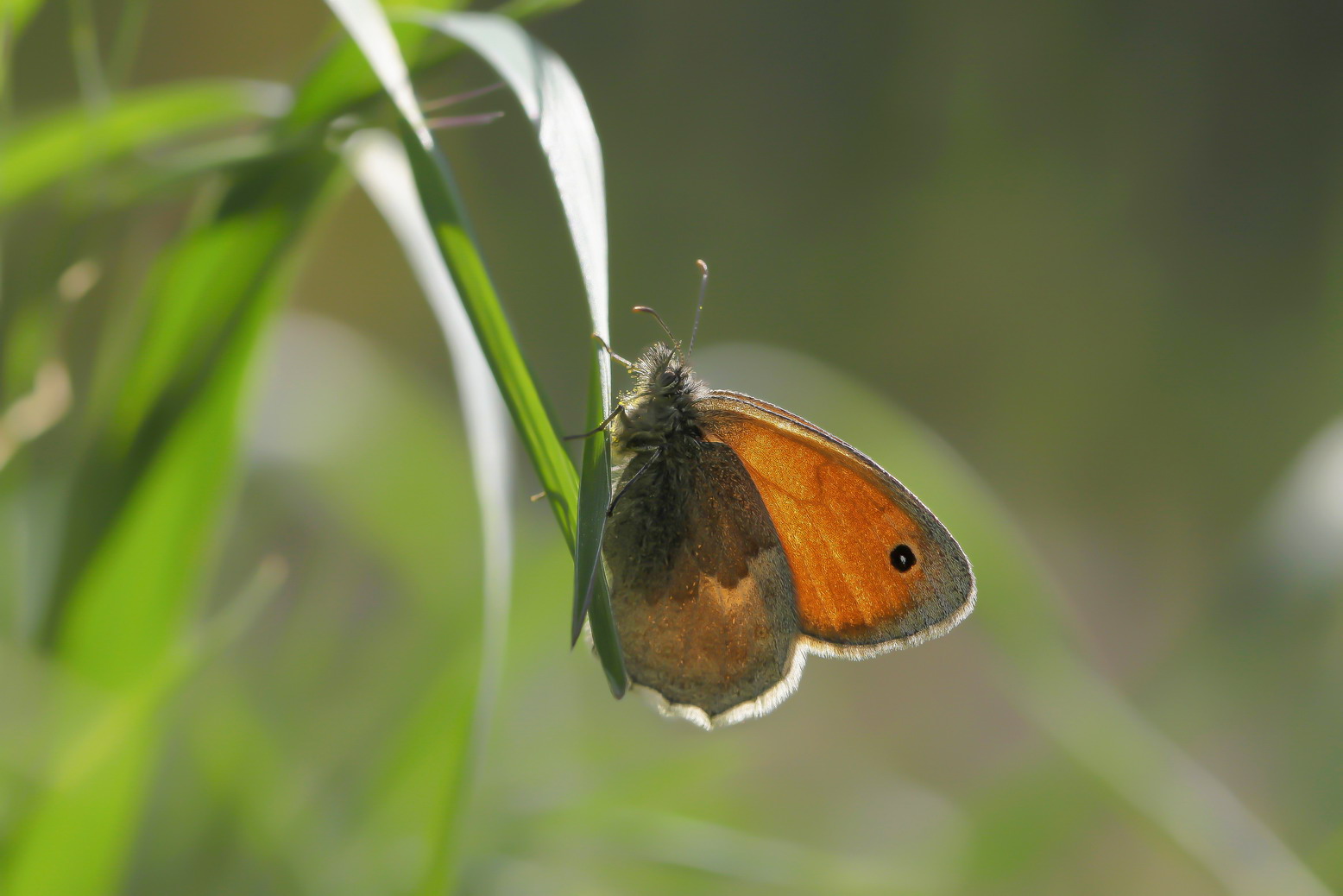 Coenonympha pamphilus